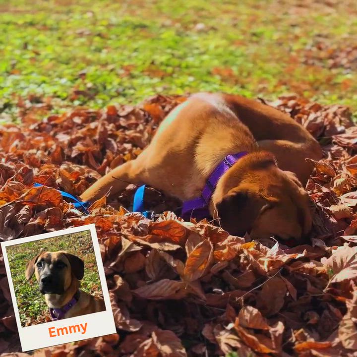 Enlarge Emmy, a Adoptable mixed breed in Shepherdsville, KY video 4/4