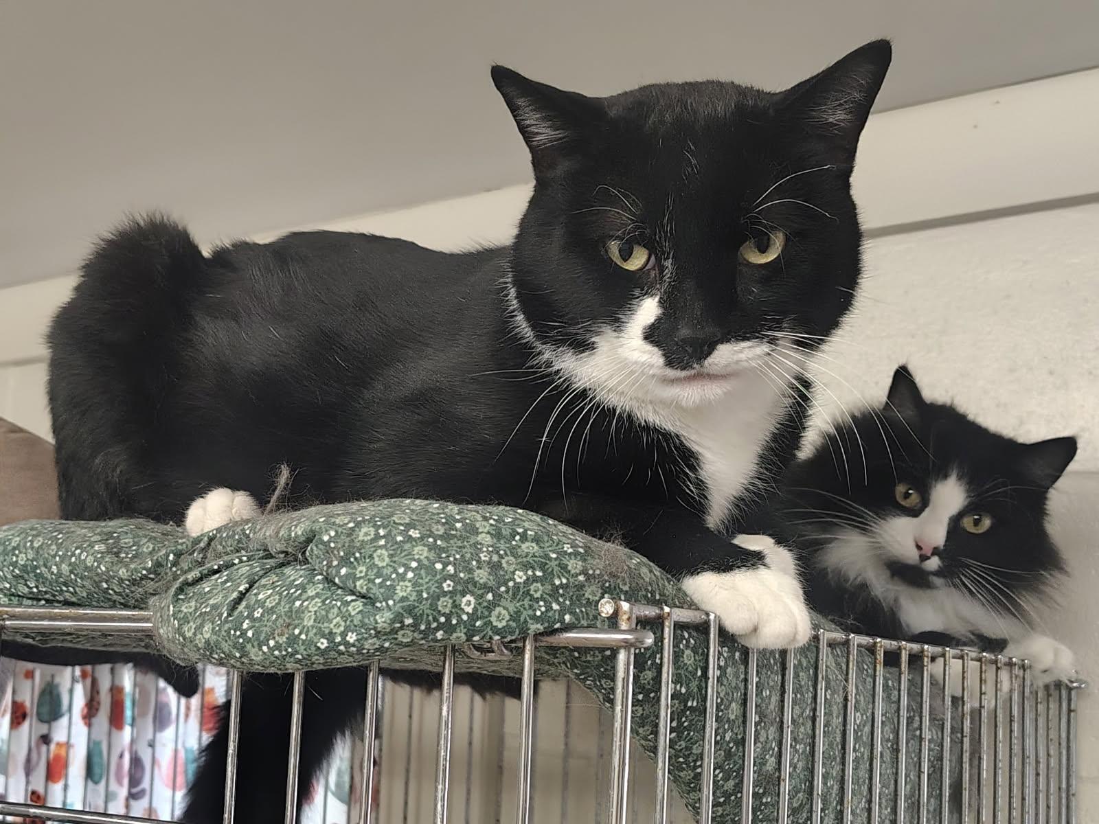 Stevie, ADOPTABLE, Young Male American Shorthair.