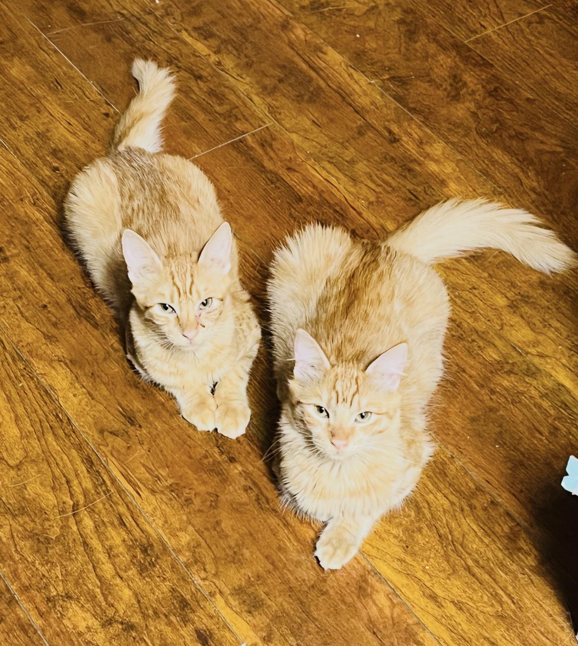 Enlarge Pikachu and Garfield, a Adoptable Domestic Medium Hair in Huntington Beach, CA image 2/4
