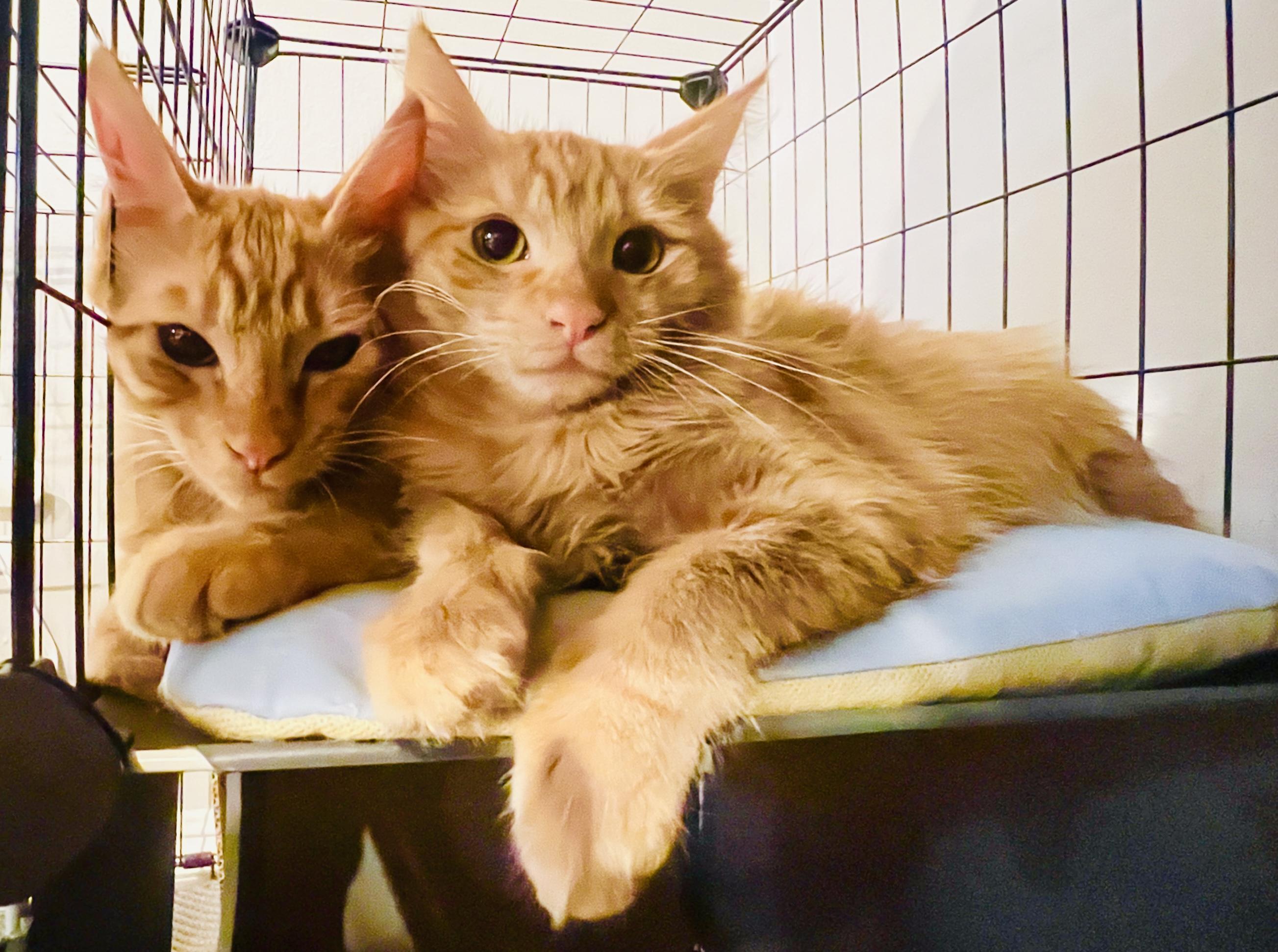 Enlarge Pikachu , an adoptable Domestic Medium Hair in Huntington Beach, CA image 5/5