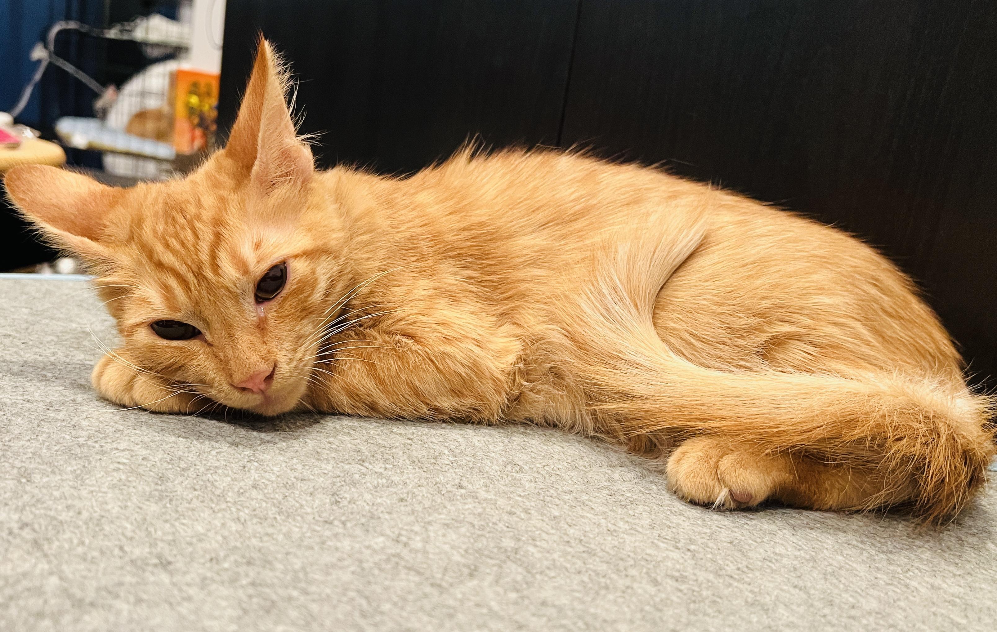 Pikachu , Adoptable, Young Male Domestic Medium Hair.