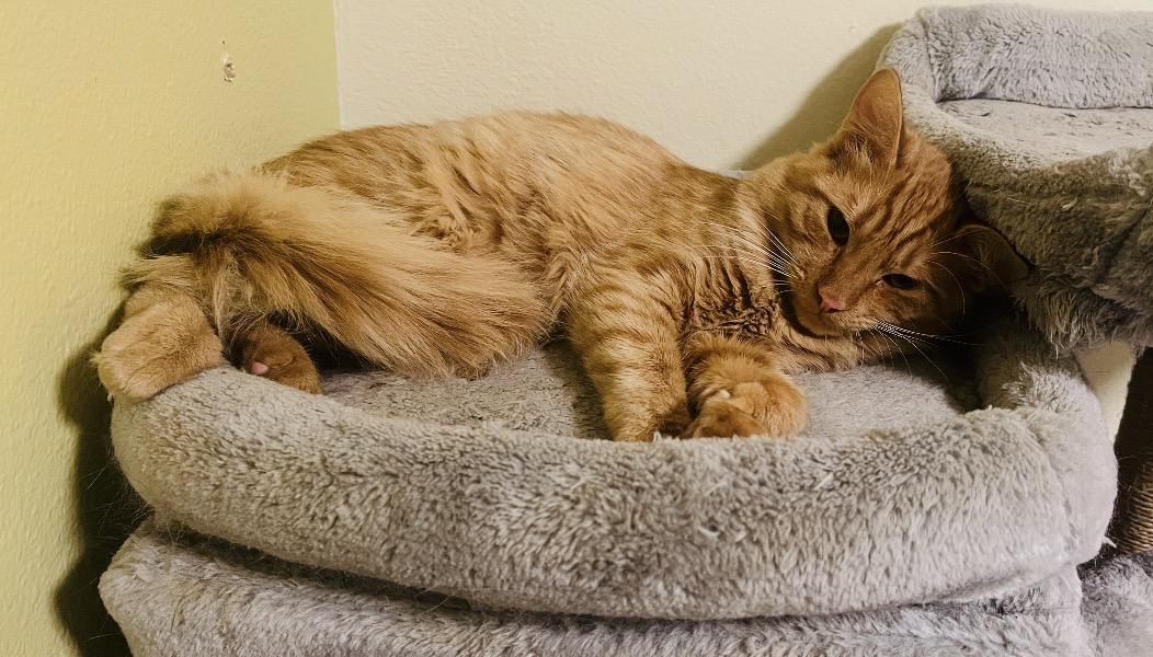 Pikachu , Adoptable, Young Male Domestic Medium Hair.