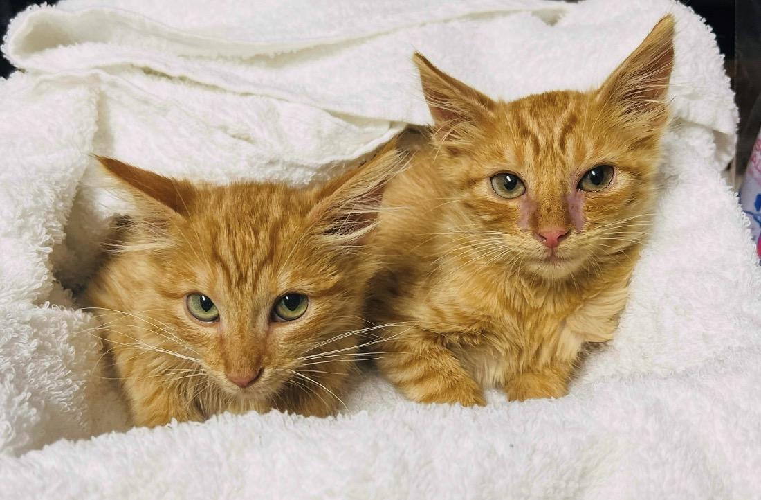 Enlarge Pikachu and Garfield, a Adoptable Domestic Medium Hair in Huntington Beach, CA image 4/4