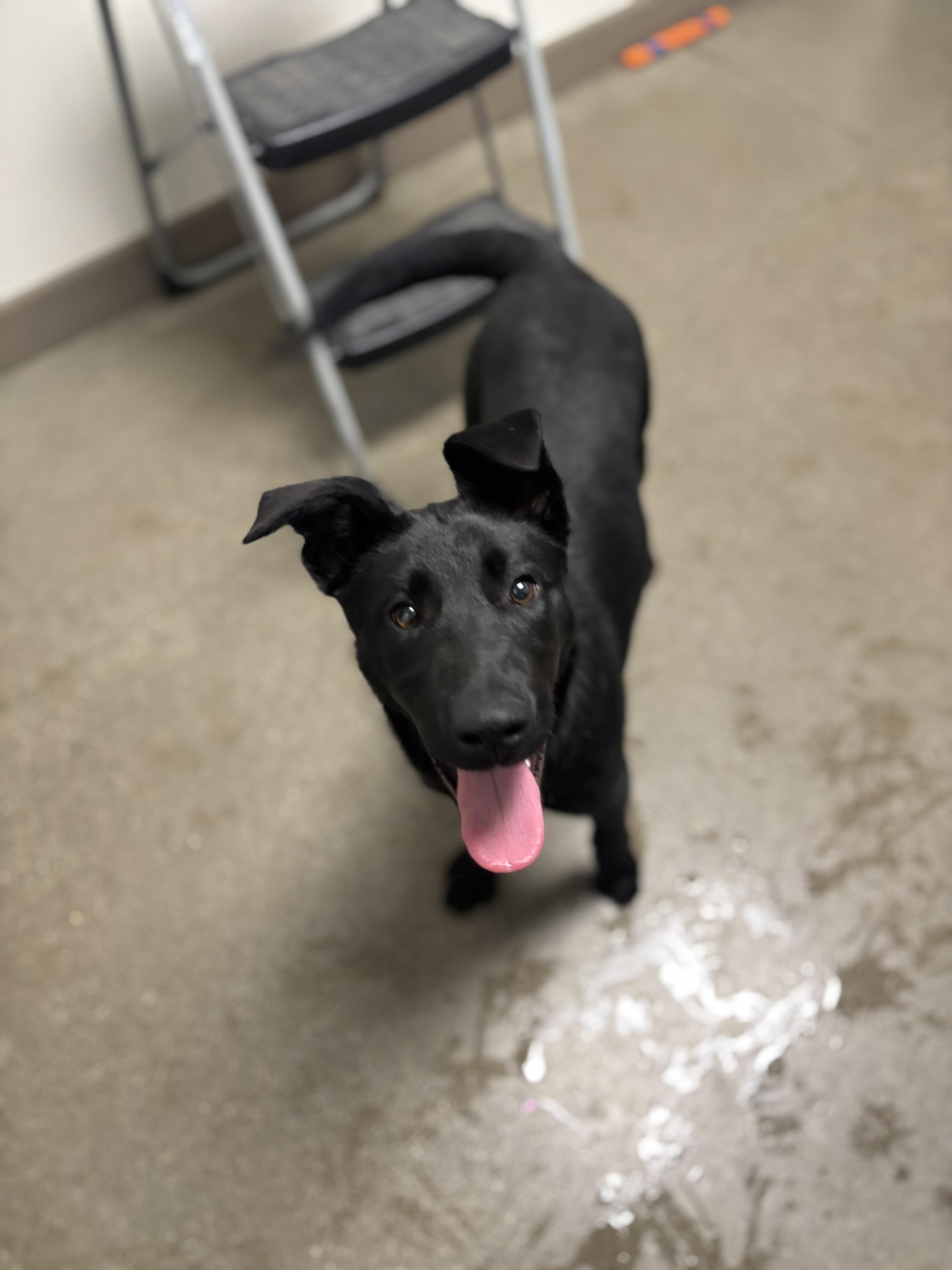 Mika, a Adoptable mixed breed in Chico, CA image 1/2