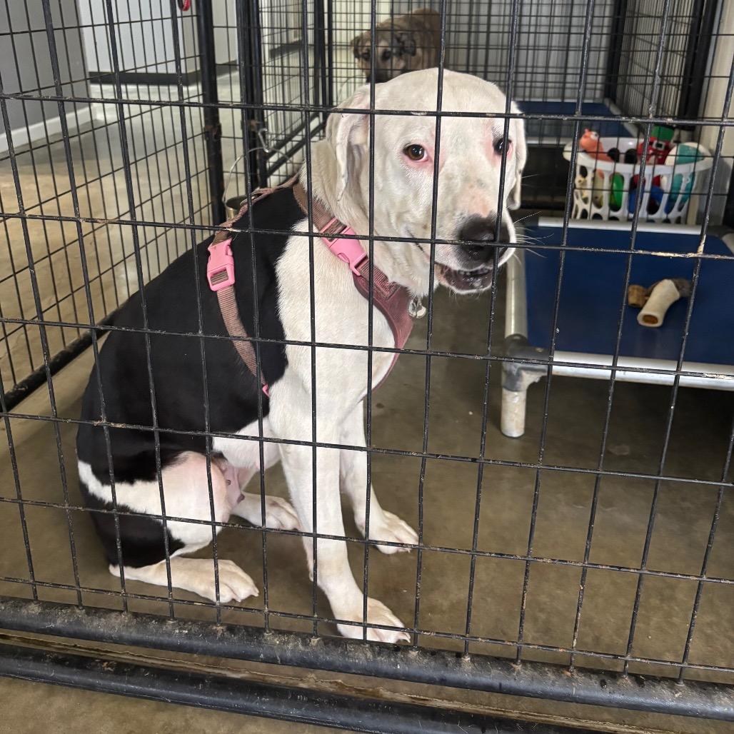 Sugar, a Adoptable Pit Bull Terrier in Brookfield, MO image 1/2