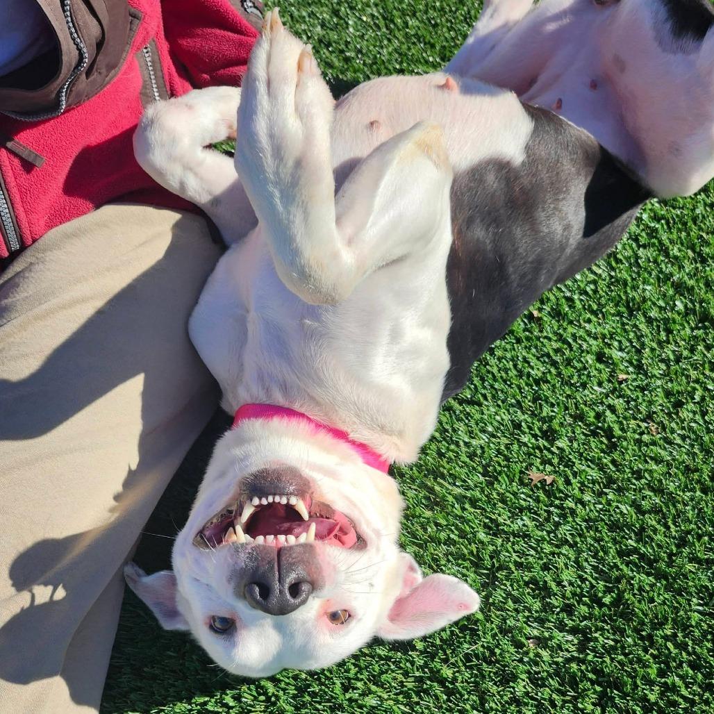 Sugar, a Adoptable Pit Bull Terrier in Brookfield, MO image 2/2