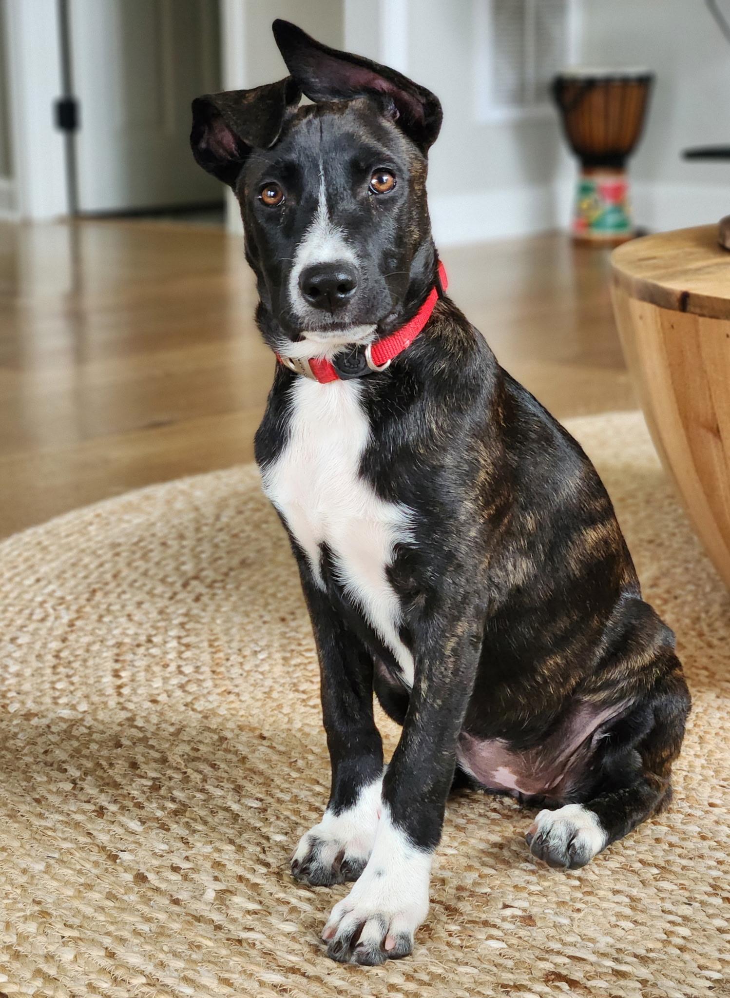 Lady Margaret “Maggie”, Adoptable, Young Female American Staffordshire Terrier & Belgian Shepherd / Malinois.