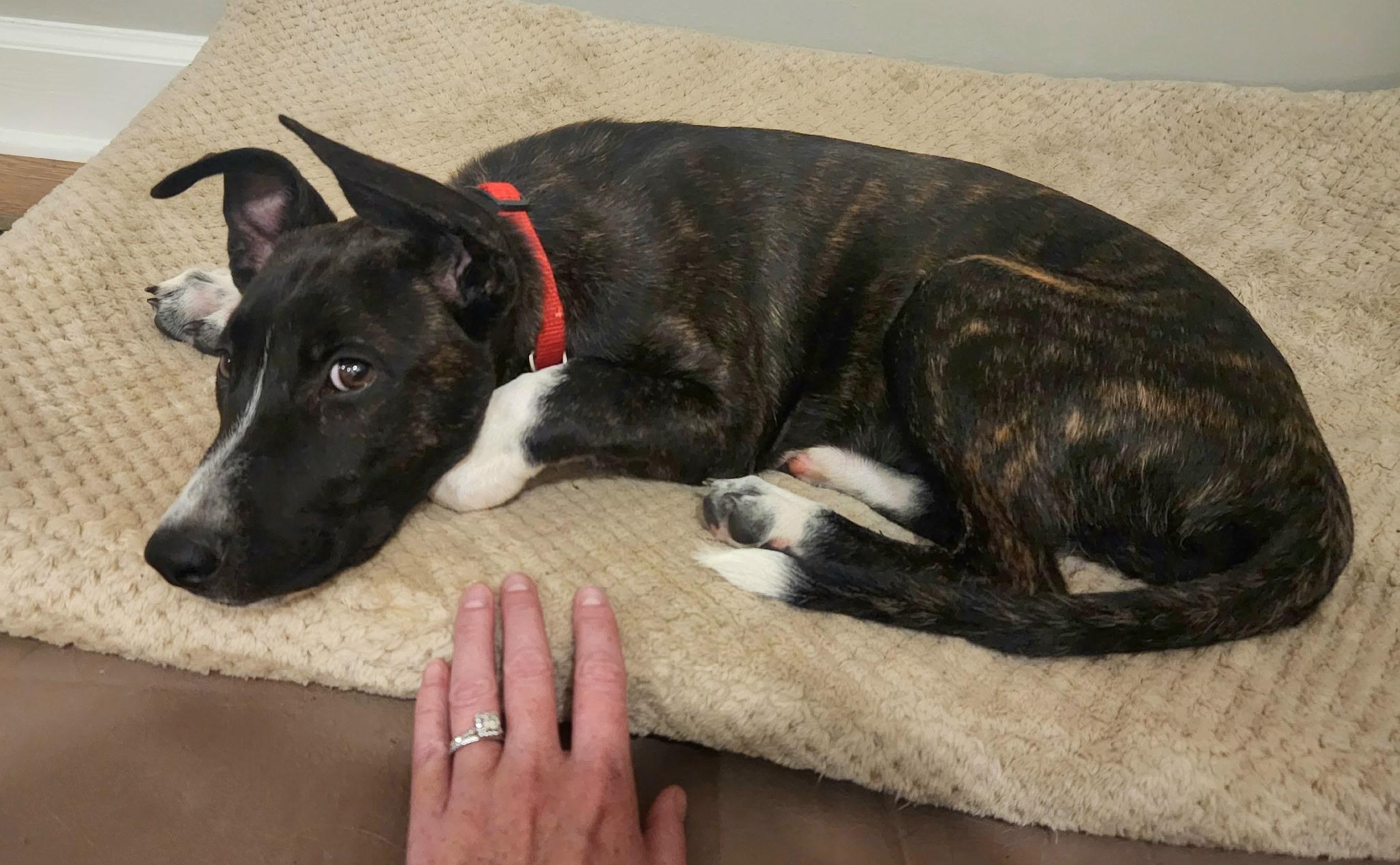 Enlarge Lady Margaret “Maggie”, a Adoptable mixed breed in Mount Juliet, TN image 3/4