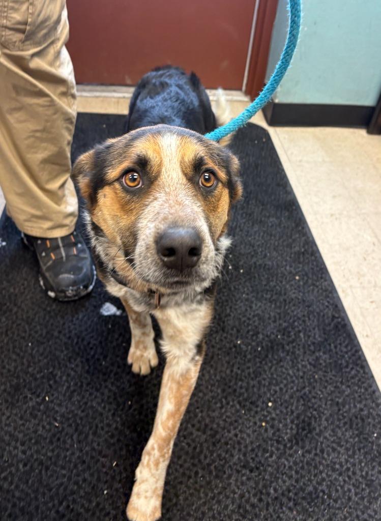 Enlarge Cornelius, a Adoptable Australian Cattle Dog / Blue Heeler in Rock Springs, WY image 1/2