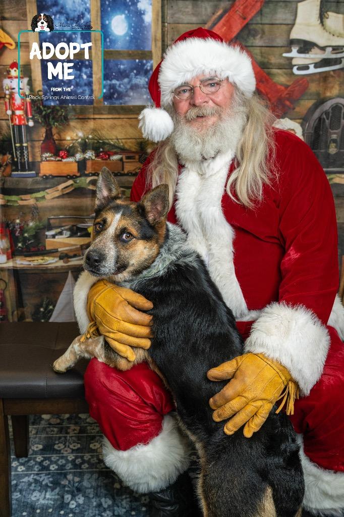 Enlarge Cornelius, a Adoptable Australian Cattle Dog / Blue Heeler in Rock Springs, WY image 2/2
