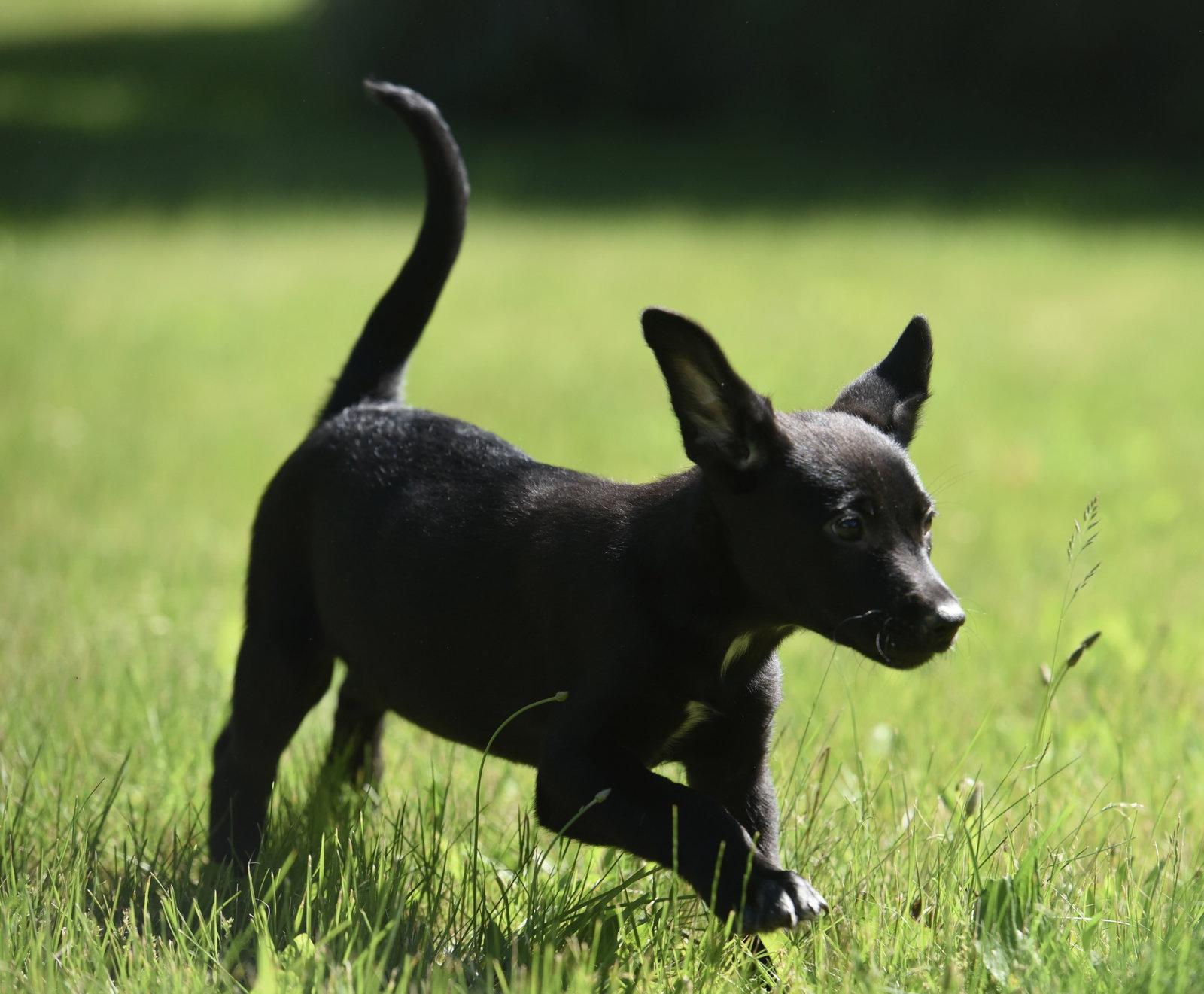 Enlarge Ocean, a Adoptable mixed breed in Mechanicsburg, PA image 1/3