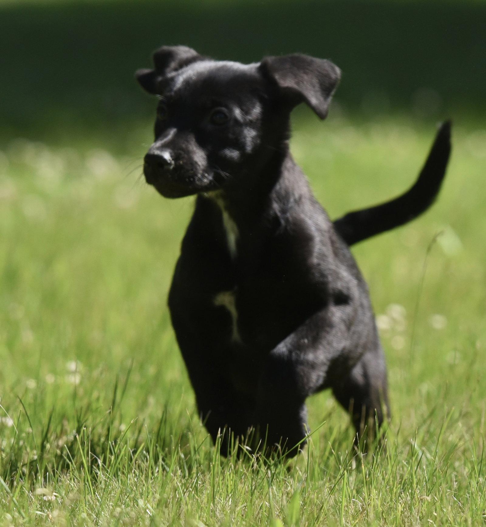 Enlarge Ocean, a Adoptable mixed breed in Mechanicsburg, PA image 2/3