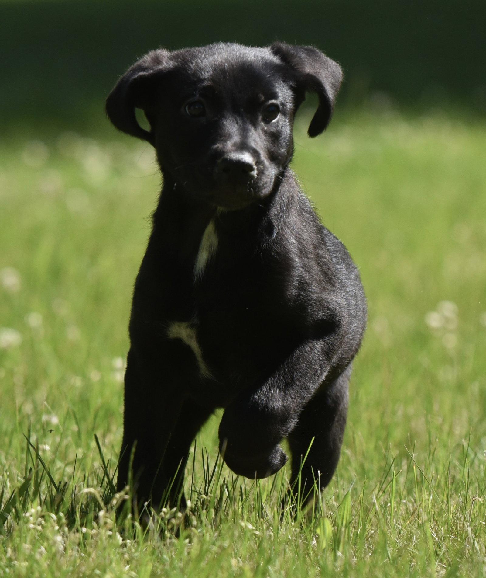 Enlarge Ocean, a Adoptable mixed breed in Mechanicsburg, PA image 3/3