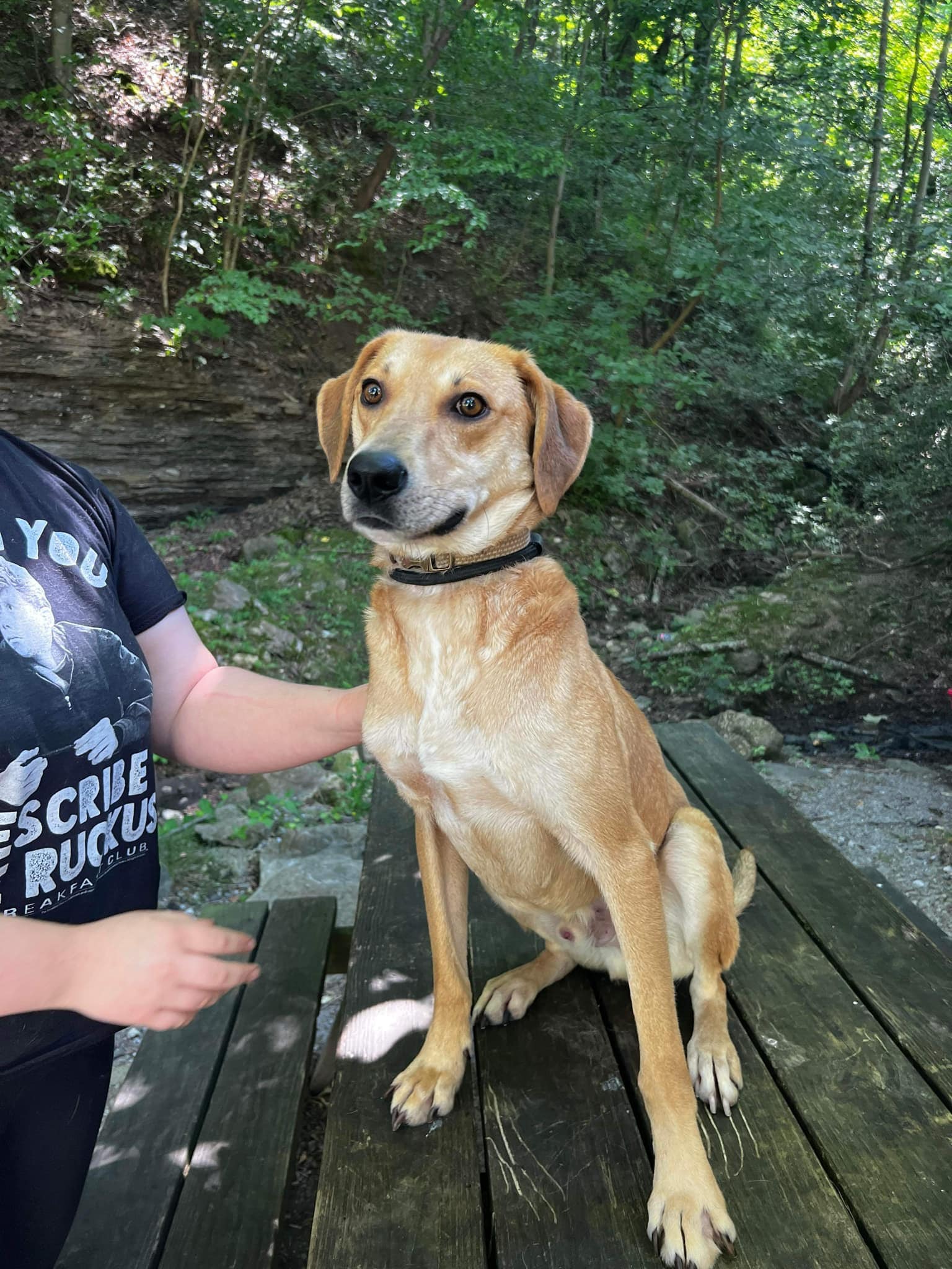 Walnut (20240704-09), an adoptable Yellow Labrador Retriever, Foxhound in Hamilton, ON, L8P 4Y5 | Photo Image 3