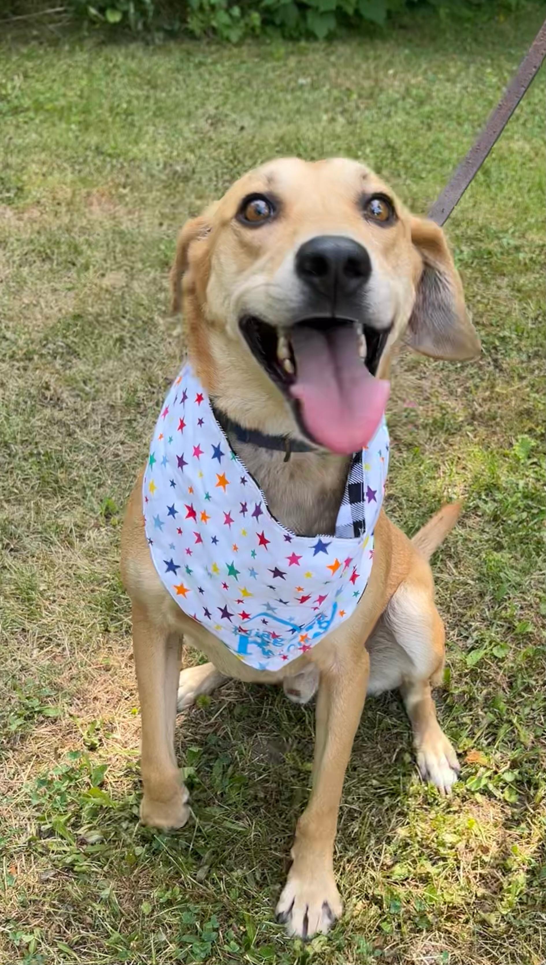 Walnut (20240704-09), an adoptable Yellow Labrador Retriever, Foxhound in Hamilton, ON, L8P 4Y5 | Photo Image 4
