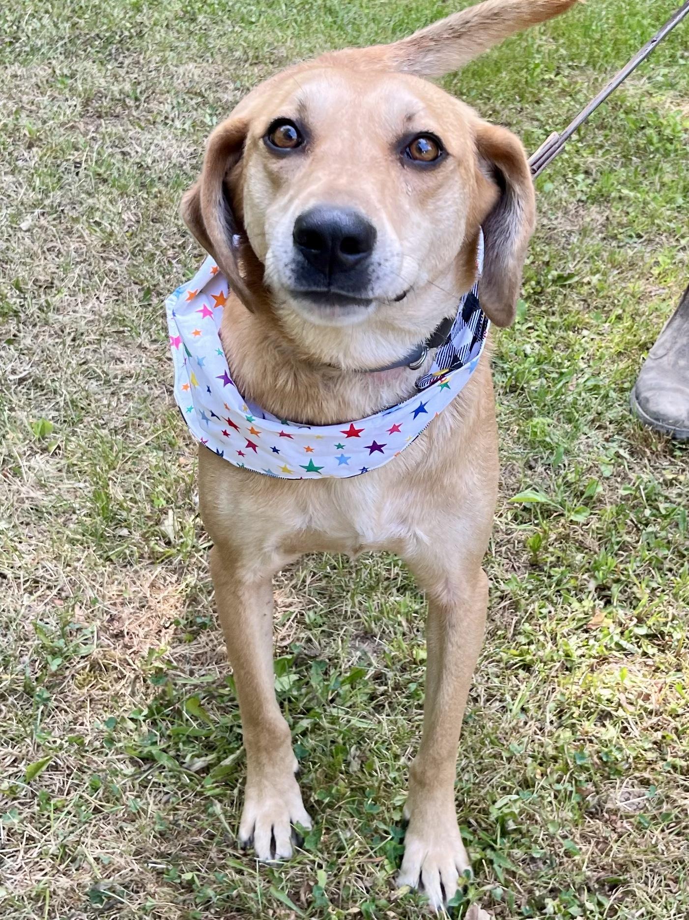 Walnut (20240704-09), an adoptable Yellow Labrador Retriever, Foxhound in Hamilton, ON, L8P 4Y5 | Photo Image 6
