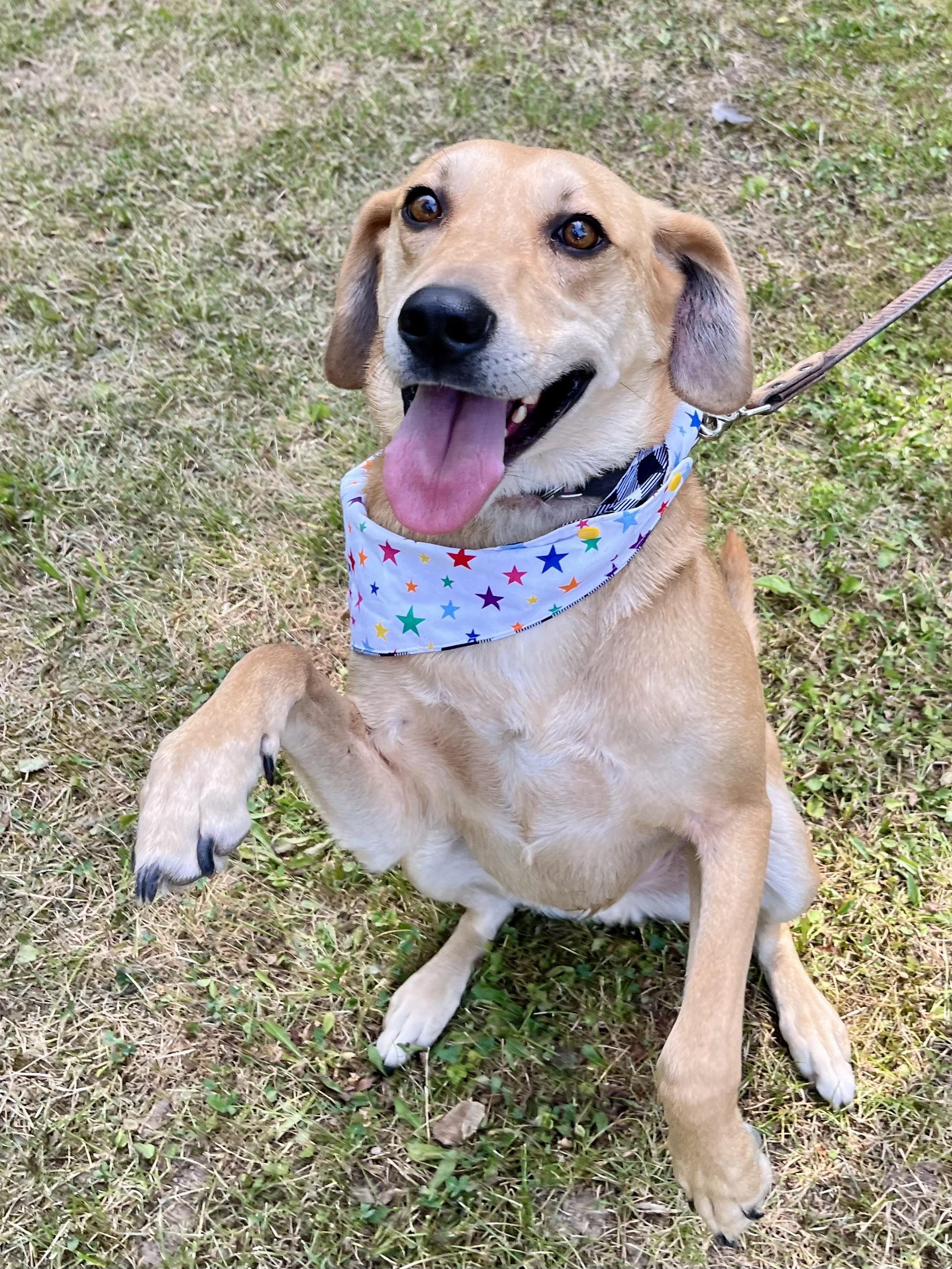 Walnut (20240704-09), an adoptable Yellow Labrador Retriever, Foxhound in Hamilton, ON, L8P 4Y5 | Photo Image 1