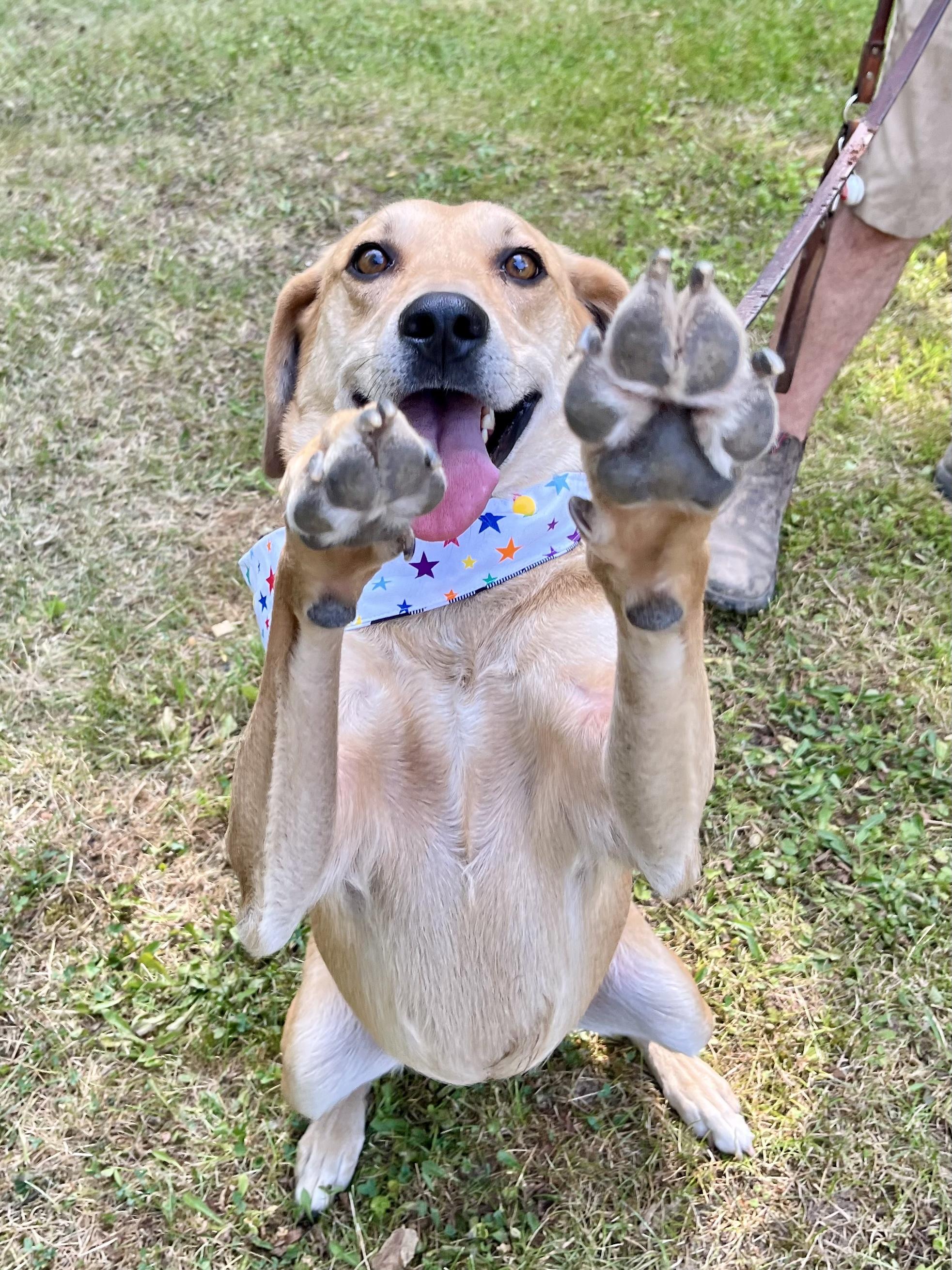 Walnut (20240704-09), an adoptable Yellow Labrador Retriever, Foxhound in Hamilton, ON, L8P 4Y5 | Photo Image 5