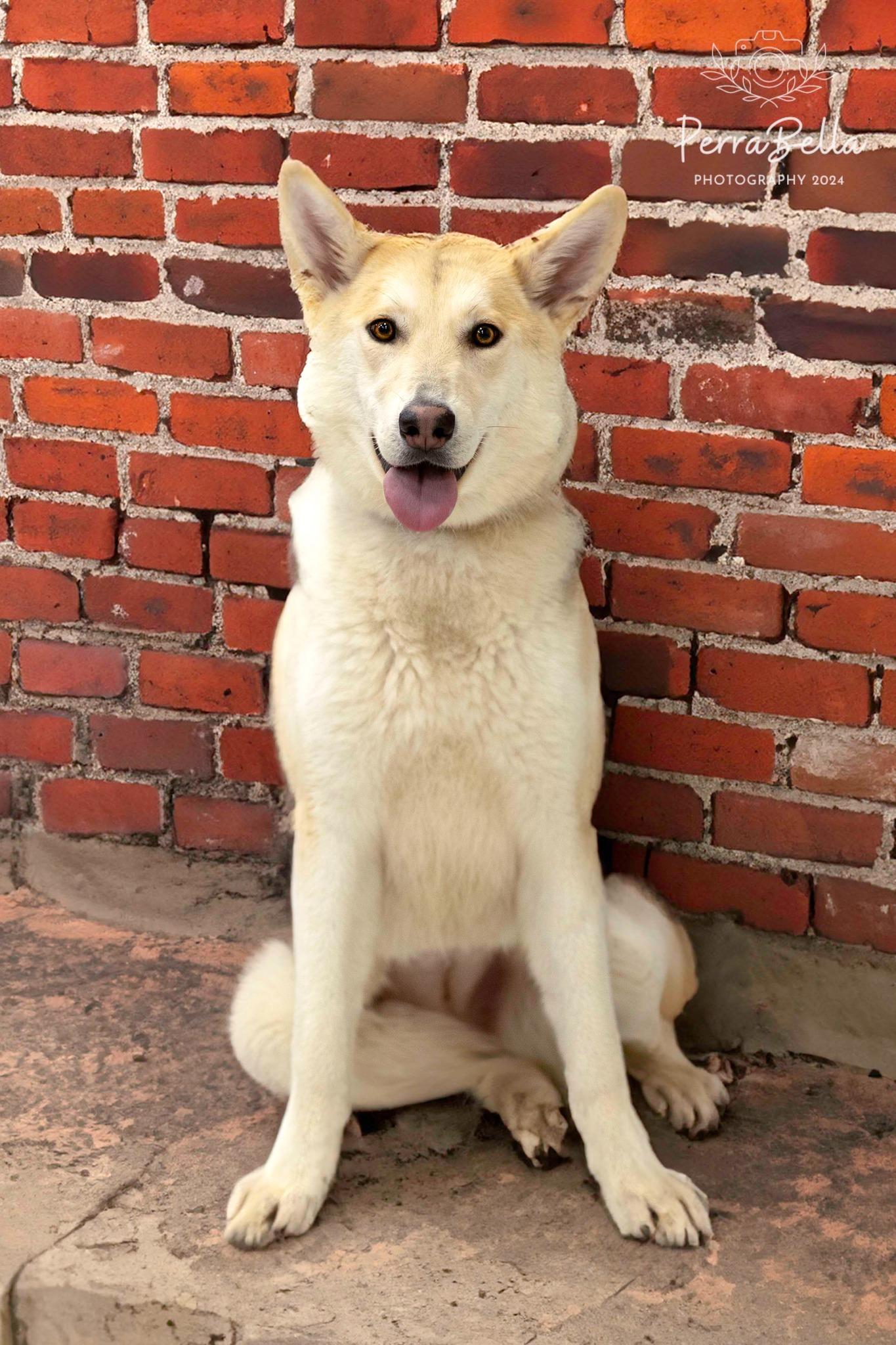 Fantasma, Adoptable, Adult Female Siberian Husky.