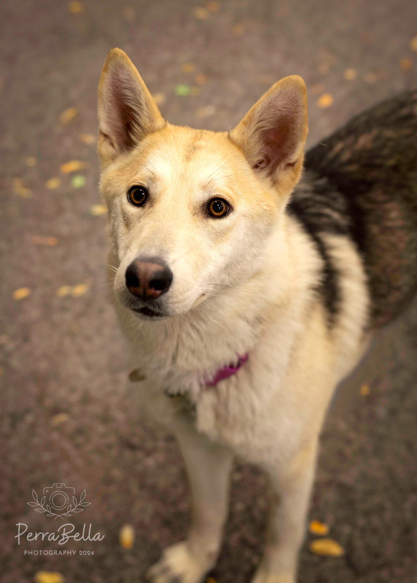 Fantasma, Adoptable, Adult Female Siberian Husky.