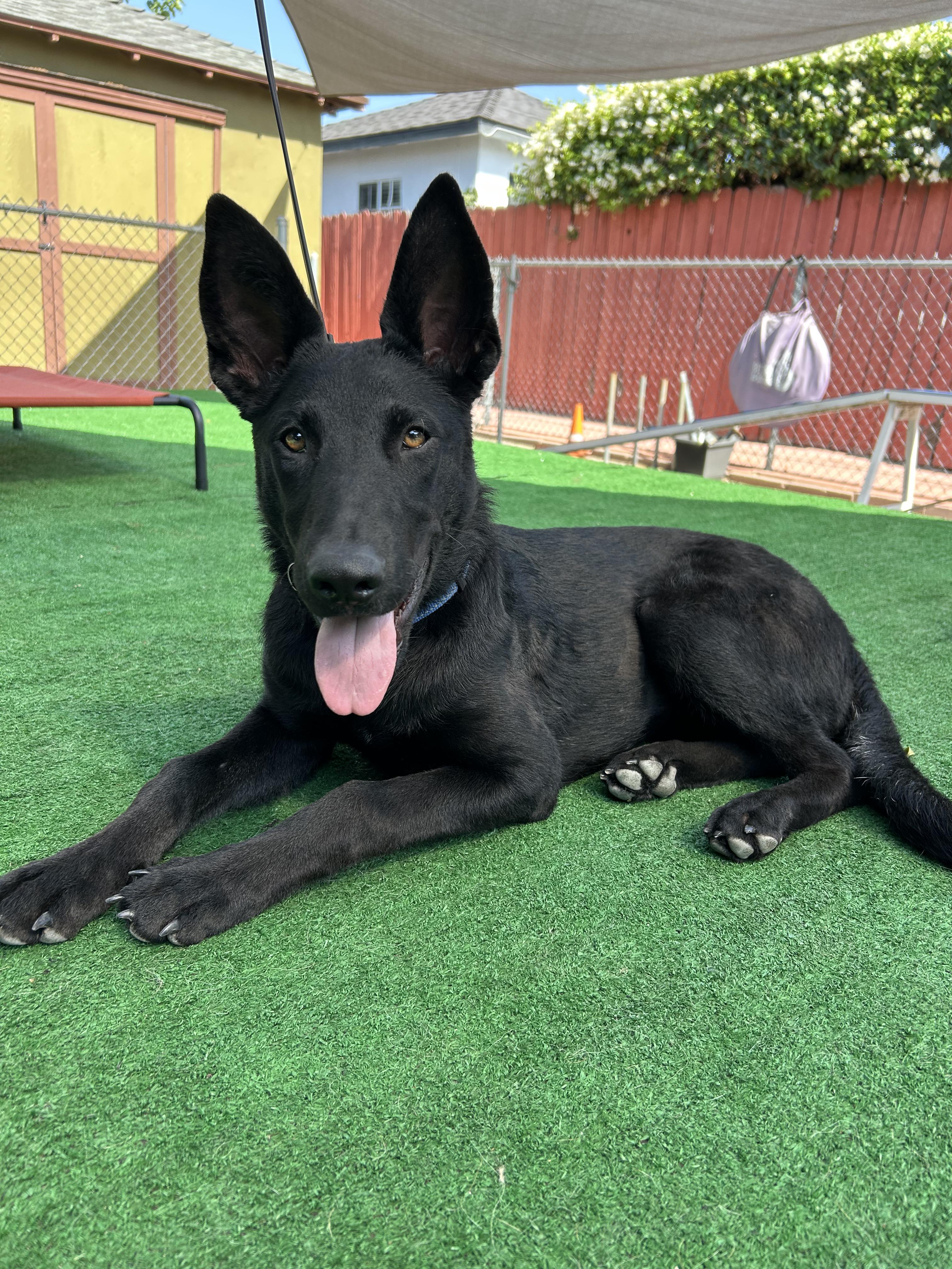 Susi, an adopted German Shepherd Dog in Burbank, CA image 1/6