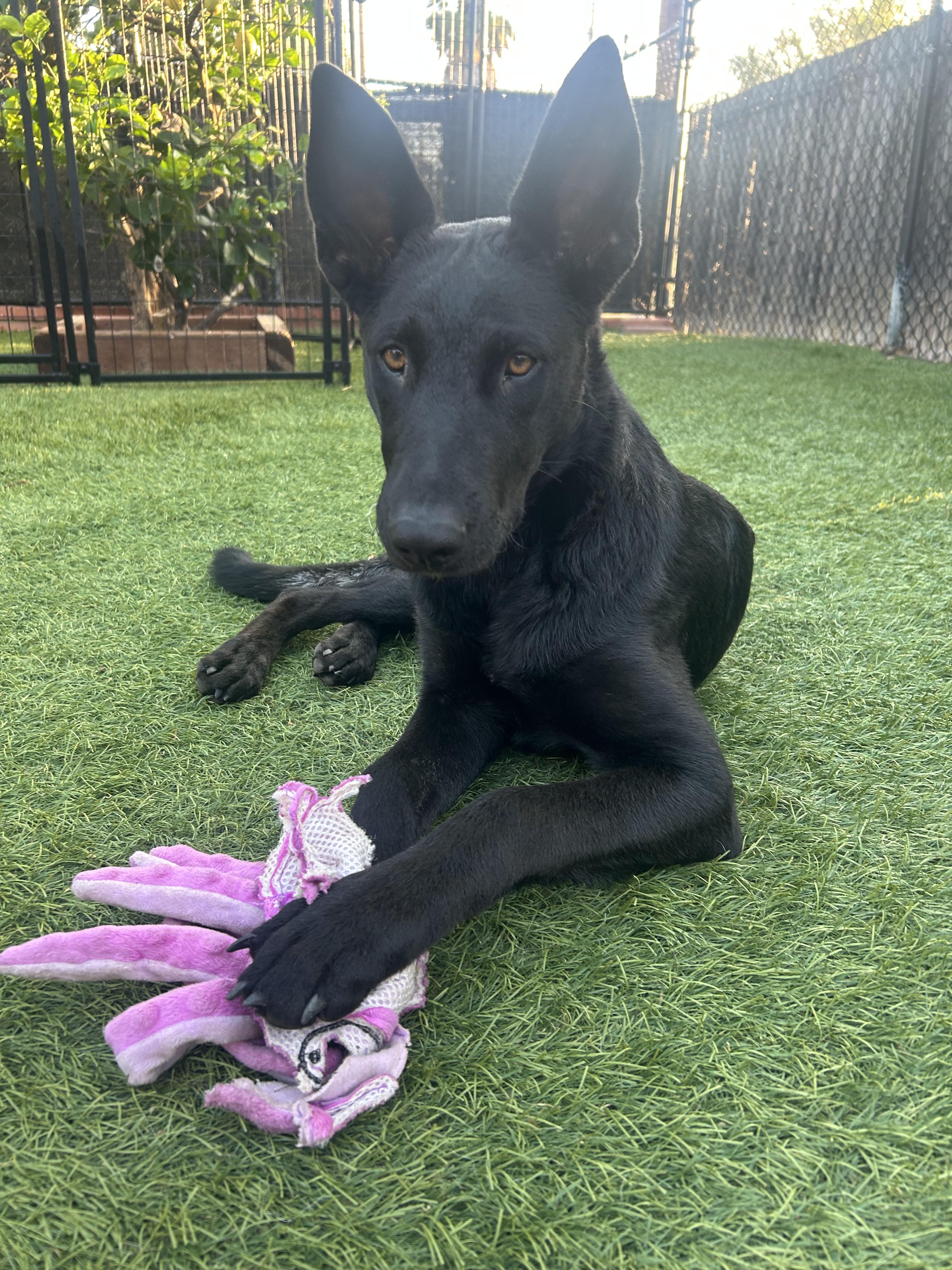 Susi, an adopted German Shepherd Dog in Burbank, CA image 5/6