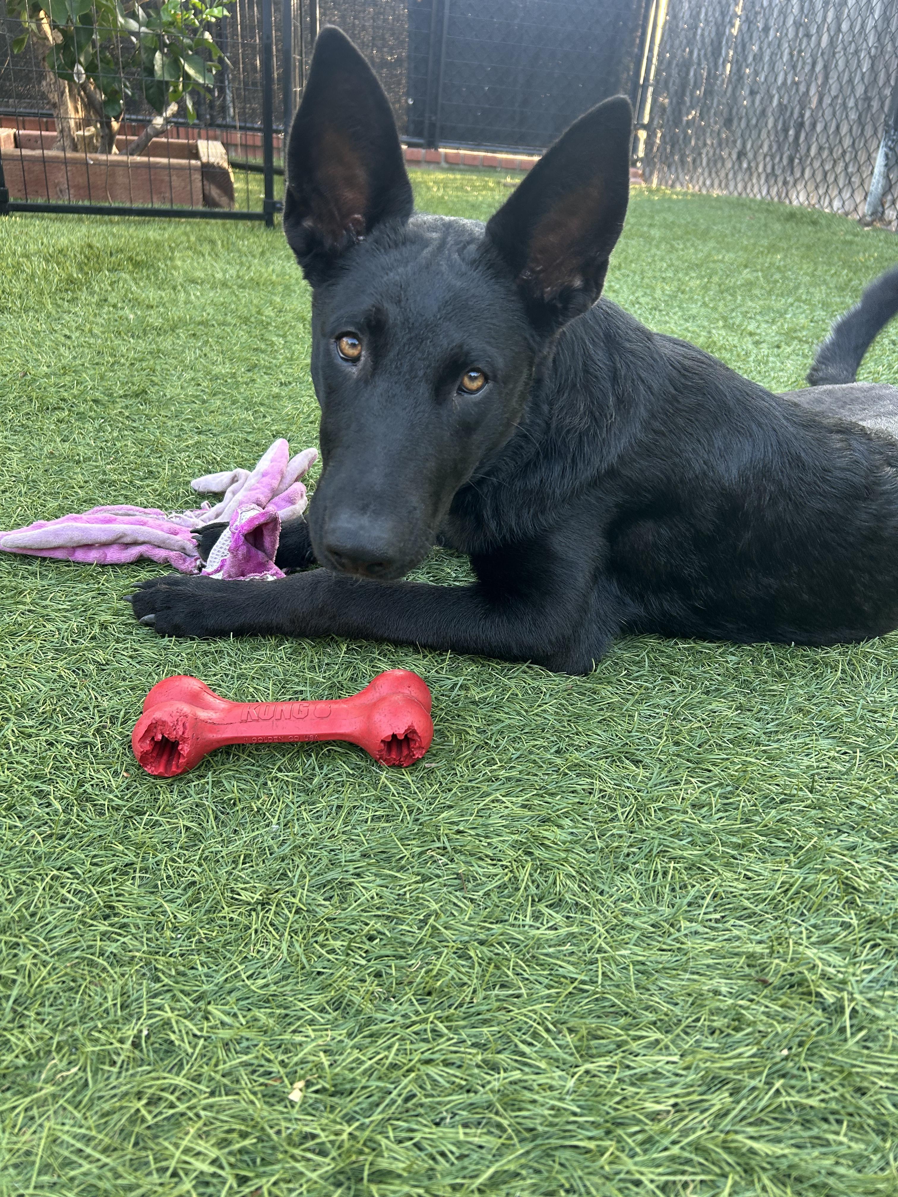 Susi, an adopted German Shepherd Dog in Burbank, CA image 3/6