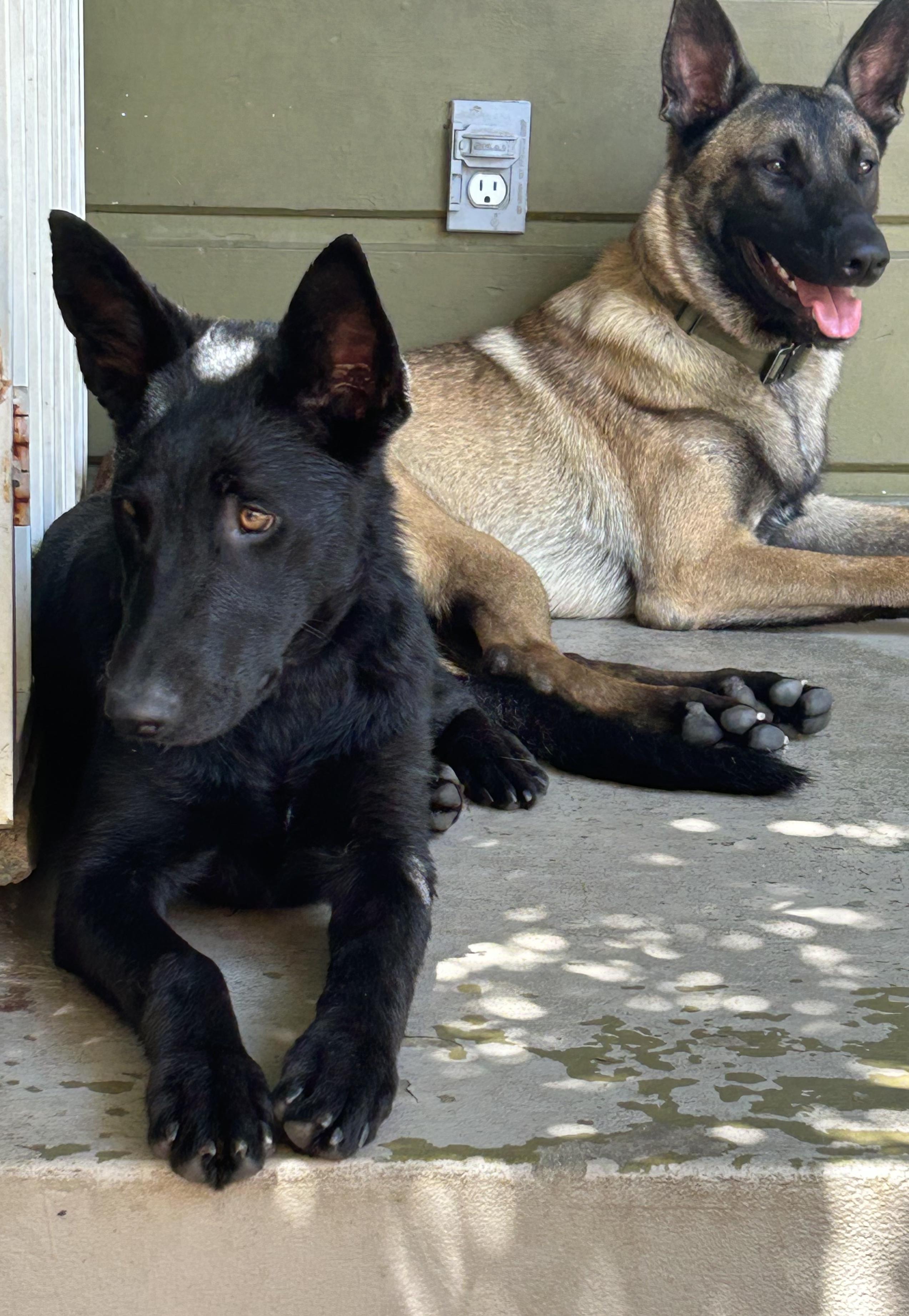 Susi, an adopted German Shepherd Dog in Burbank, CA image 4/6