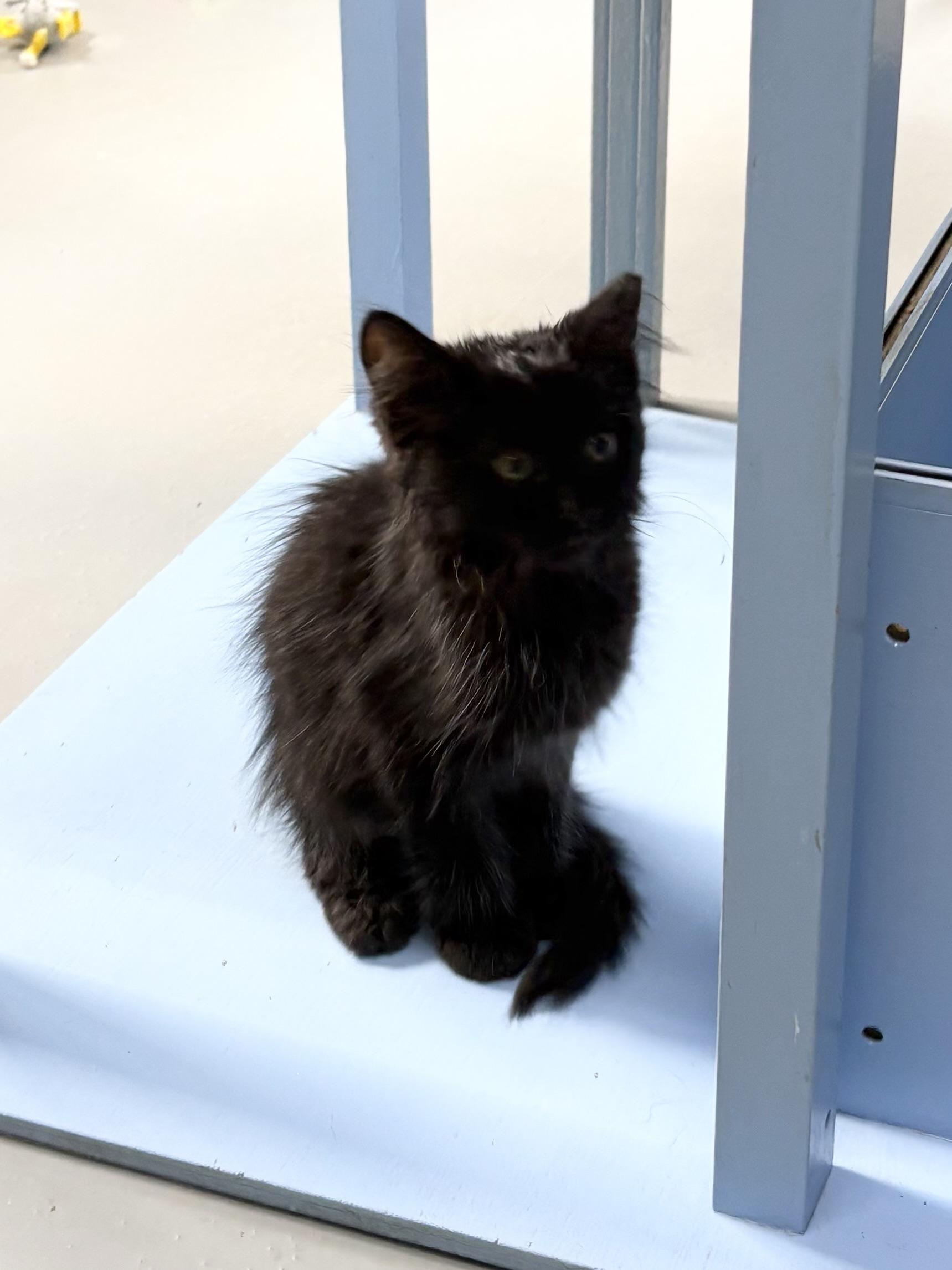 Enlarge Binx, an adopted Domestic Medium Hair in Big Rapids, MI image 4/4