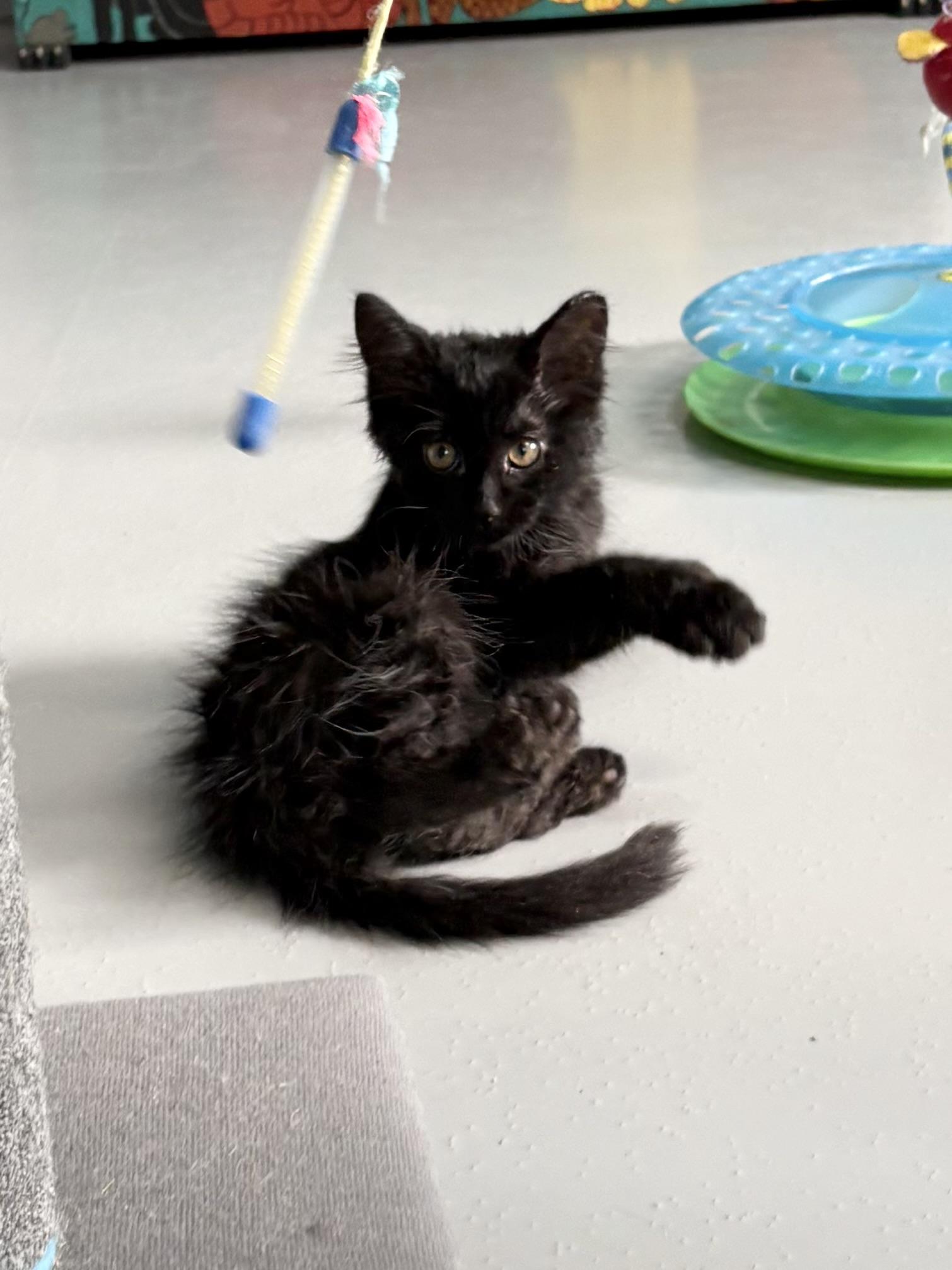 Enlarge Binx, an adopted Domestic Medium Hair in Big Rapids, MI image 3/4
