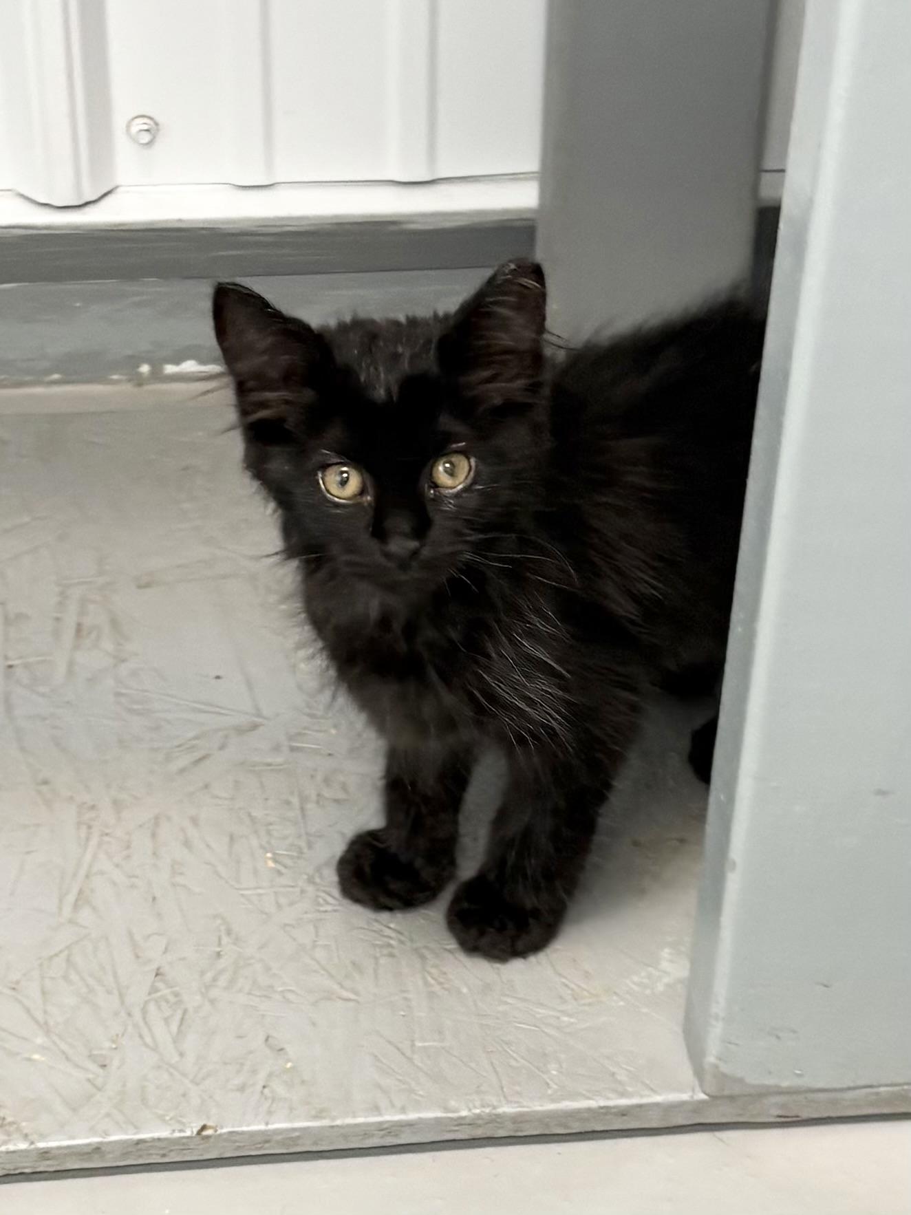 Binx, adopted, Kitten Male Domestic Medium Hair.