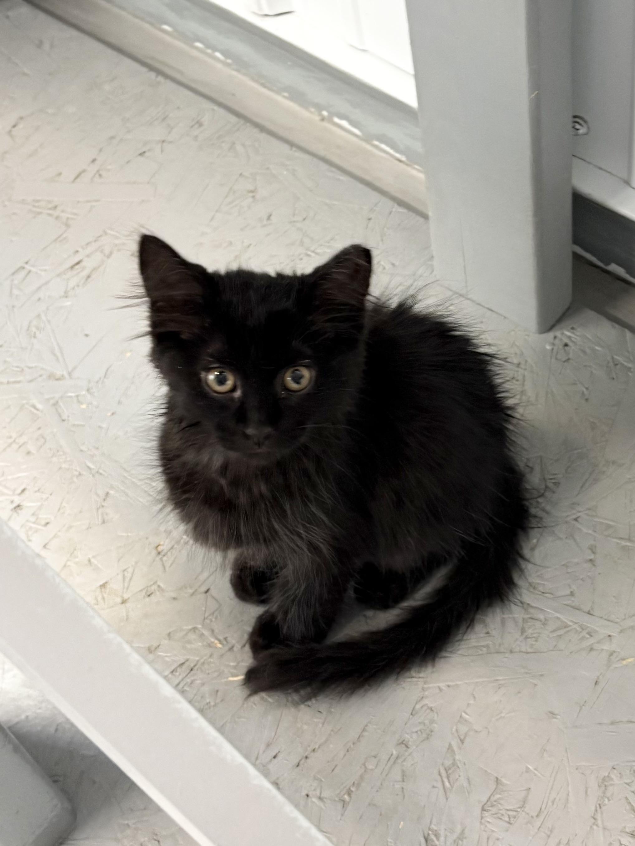 Enlarge Binx, an adopted Domestic Medium Hair in Big Rapids, MI image 2/4