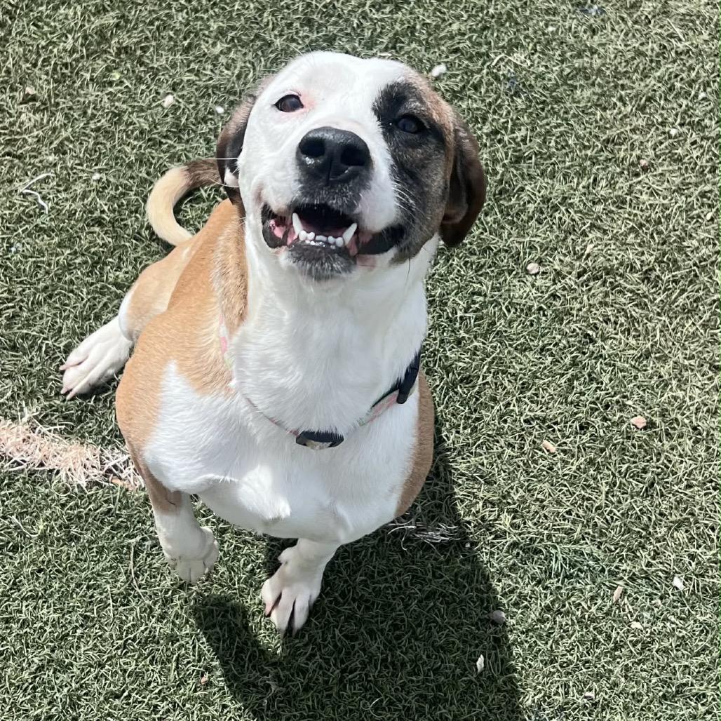 Feather, Adoptable, Adult Female Mixed Breed.