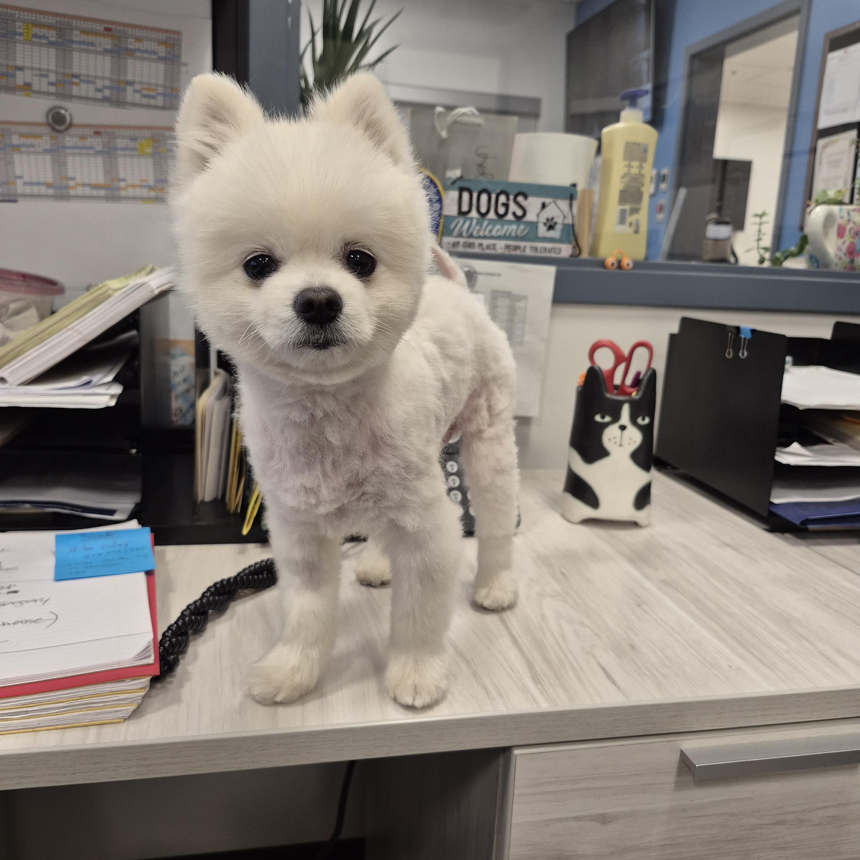 Benson , adopted, Adult Male Pomeranian.