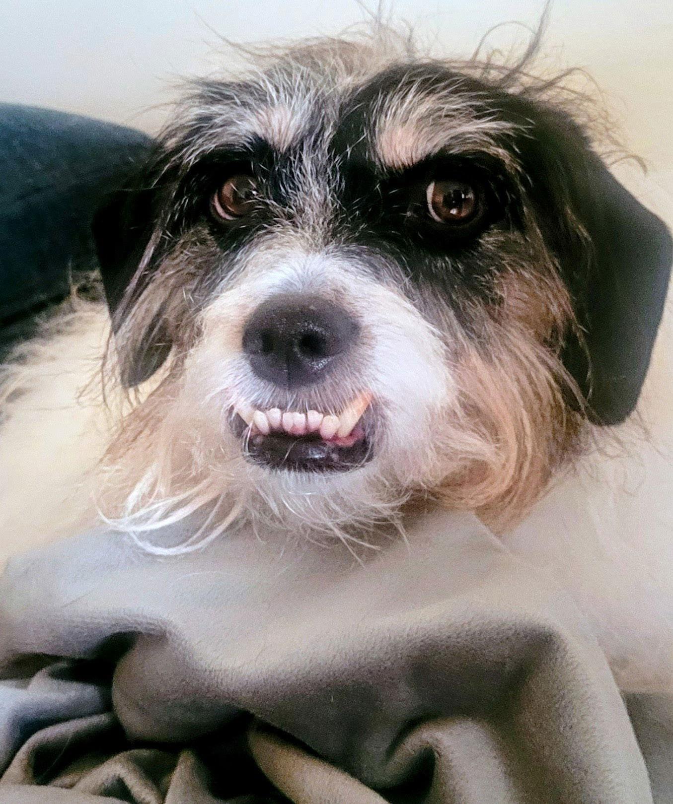 Enlarge Shoveler, a Adopted Jack Russell Terrier in Topeka, KS image 1/2