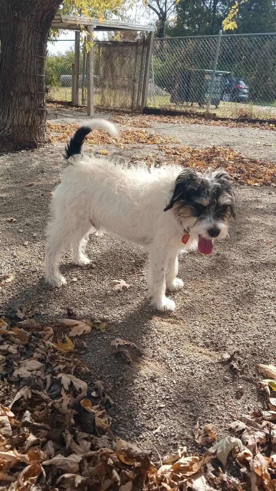 Enlarge Shoveler, a Adopted Jack Russell Terrier in Topeka, KS image 2/2