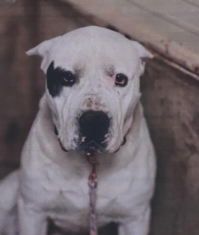Diego +, Adoptable, Adult Male Dogo Argentino.