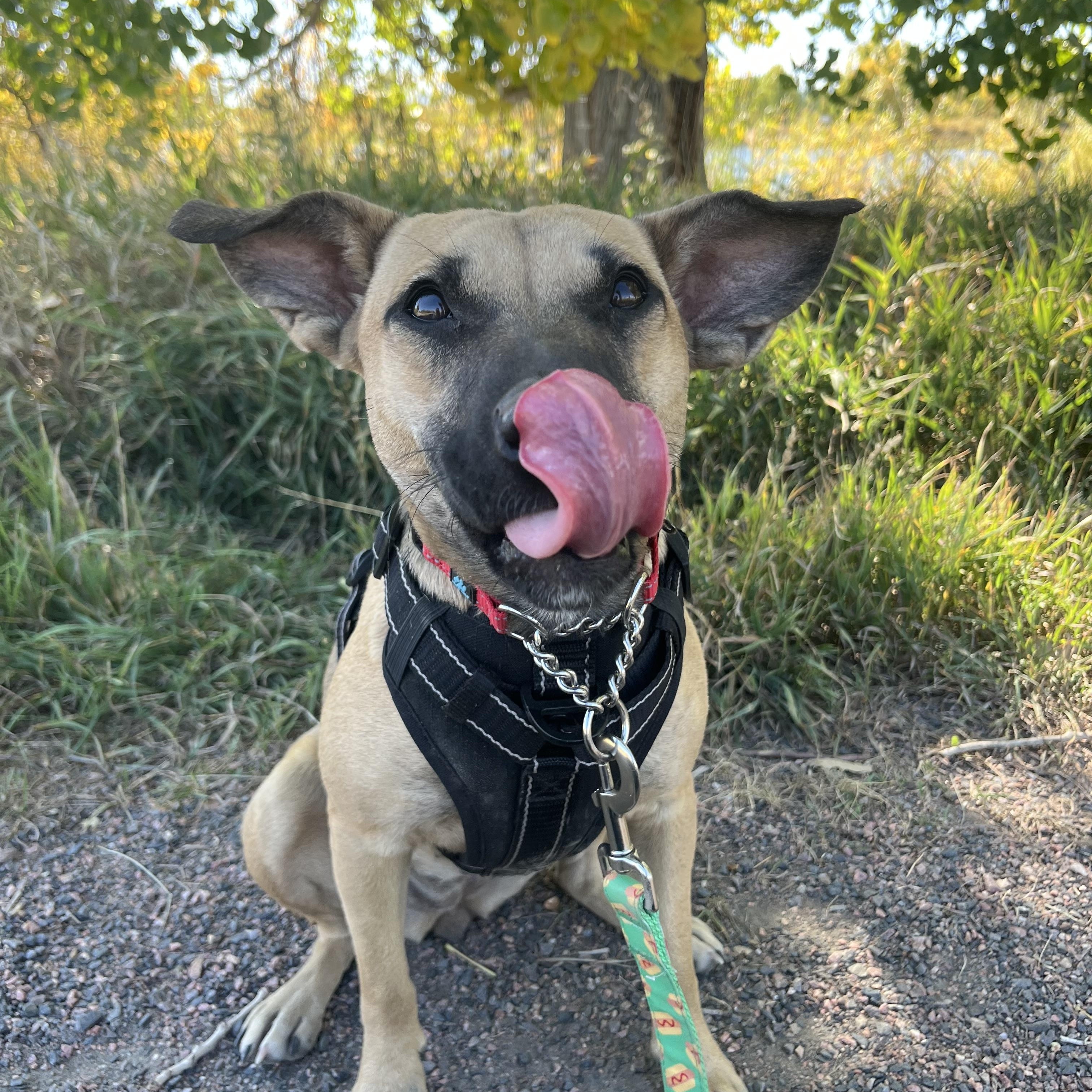 Enlarge Puzzle, a Adoptable mixed breed in Longmont, CO image 1/1