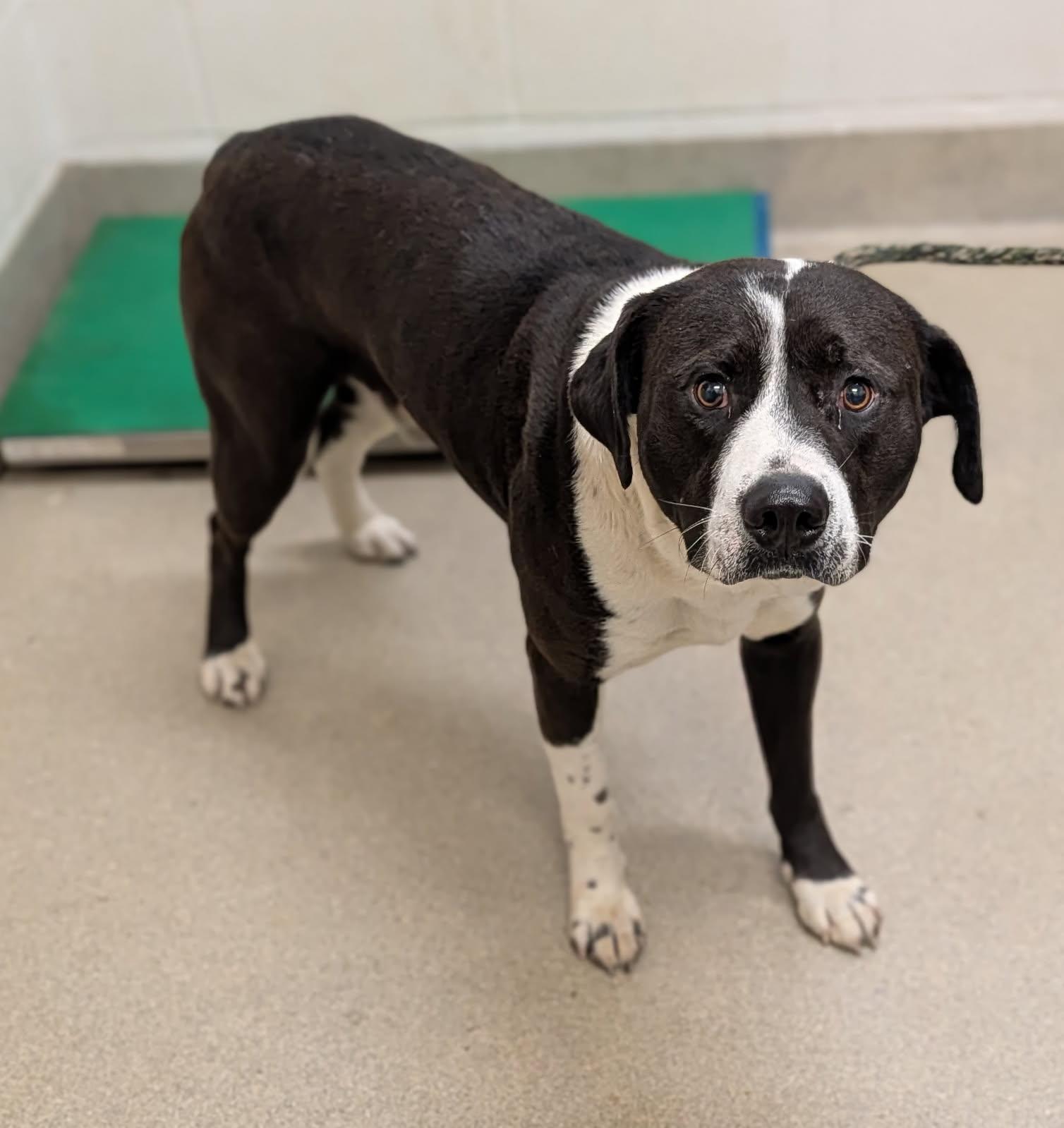 Enlarge Shifty, a ADOPTABLE mixed breed in Mount Vernon, OH image 2/2