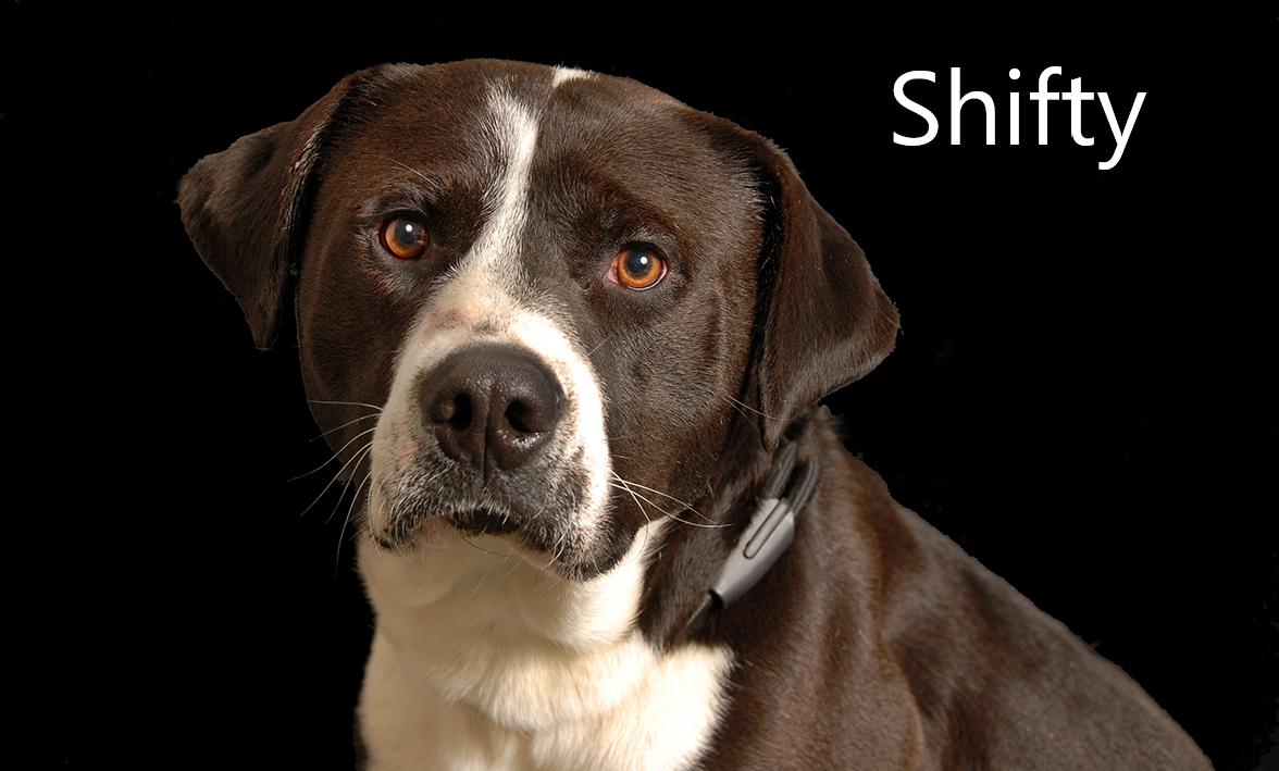 Enlarge Shifty, a ADOPTABLE mixed breed in Mount Vernon, OH image 1/2