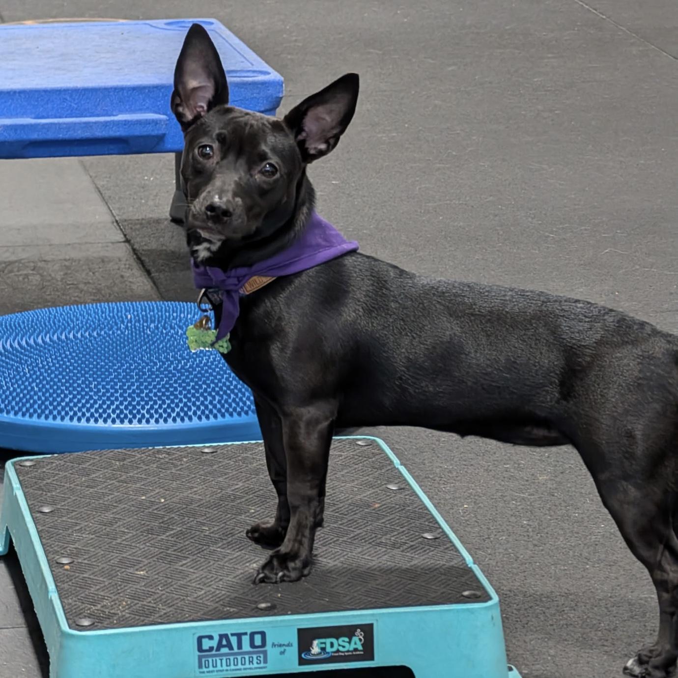 Meet Rosemary This little sweetheart is a snuggly affectionate pup who loves to curl up and relax