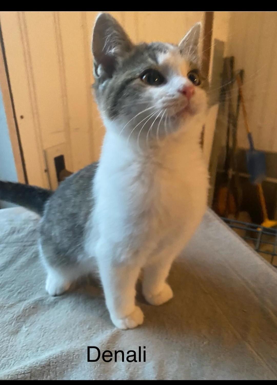 Denali, Adopted, Young Male Domestic Short Hair.