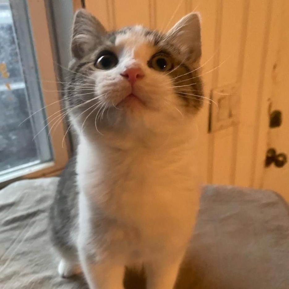 Enlarge Denali, a Adopted mixed breed in Whitewater, WI image 4/5