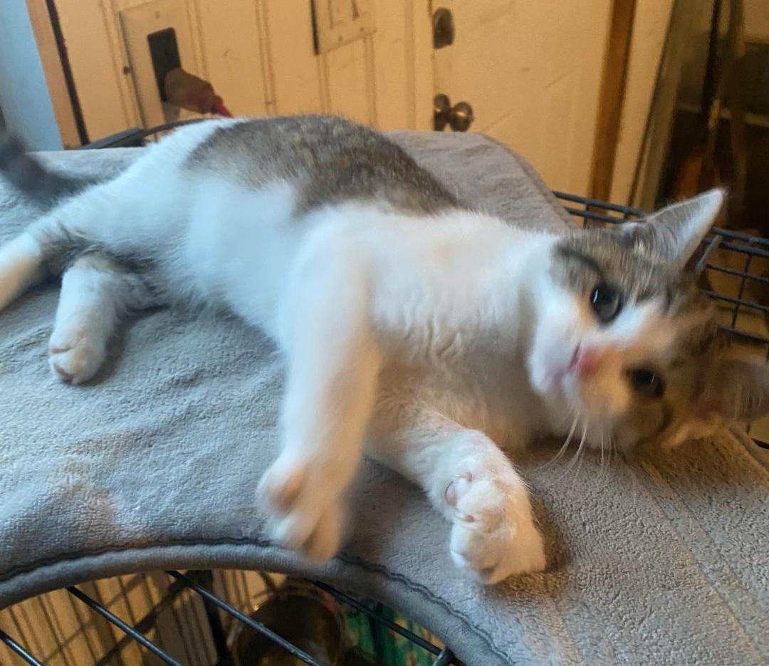 Enlarge Denali, a Adopted mixed breed in Whitewater, WI image 5/5