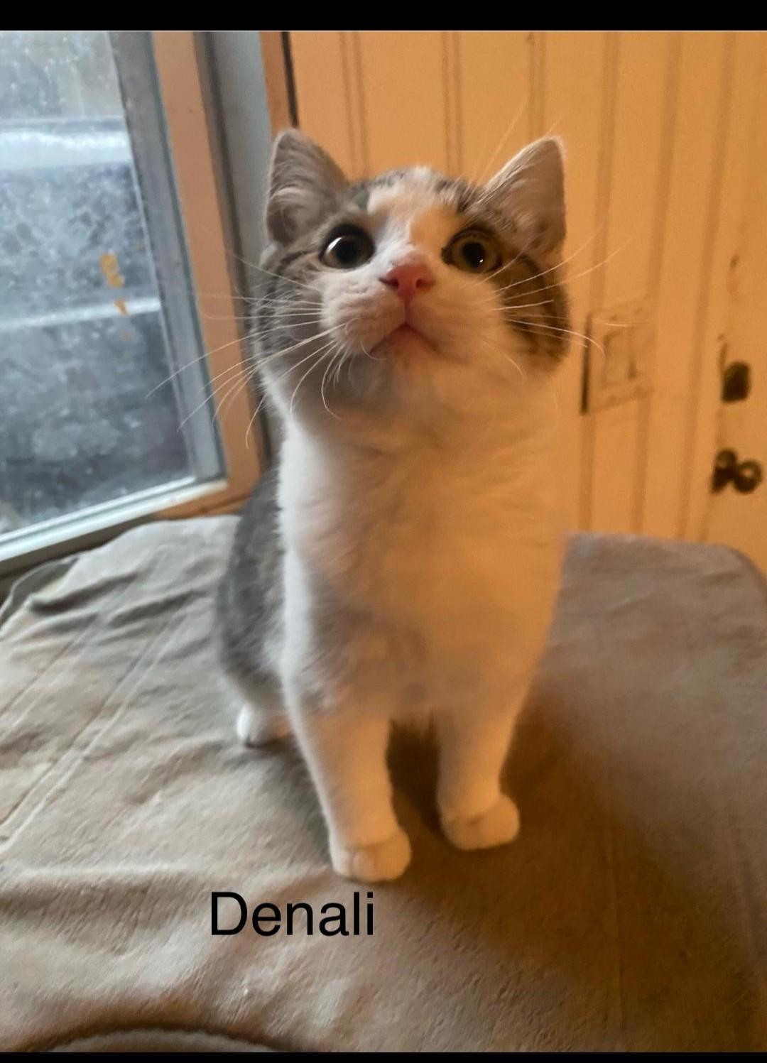Enlarge Denali, a Adopted mixed breed in Whitewater, WI image 1/5