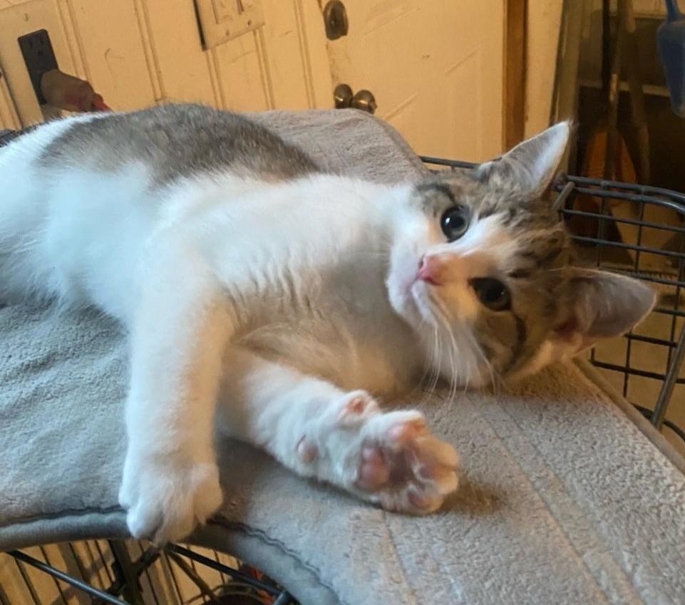 Enlarge Denali, a Adopted mixed breed in Whitewater, WI image 2/5