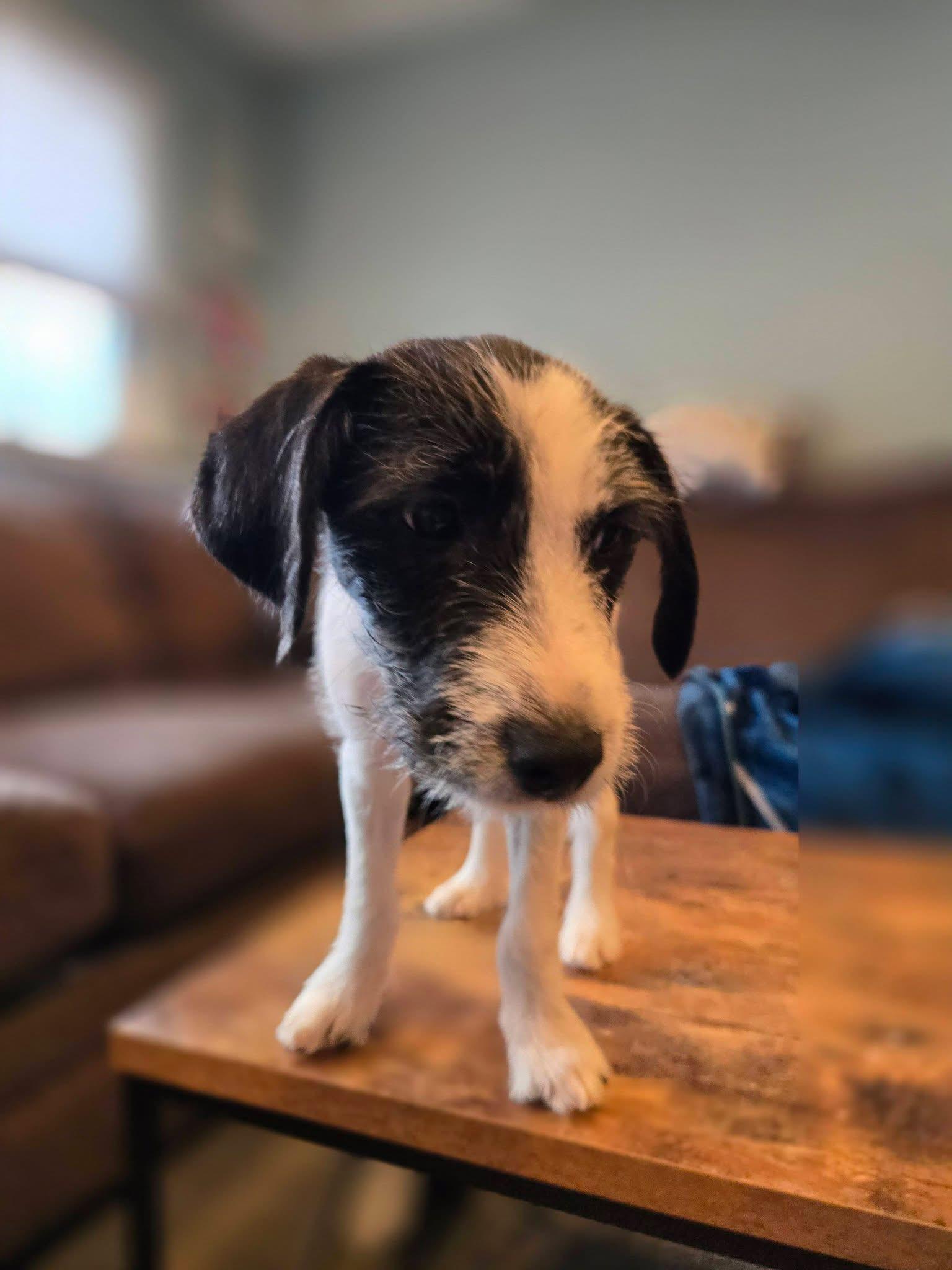 Dixie, Adoptable, Puppy Female Terrier.