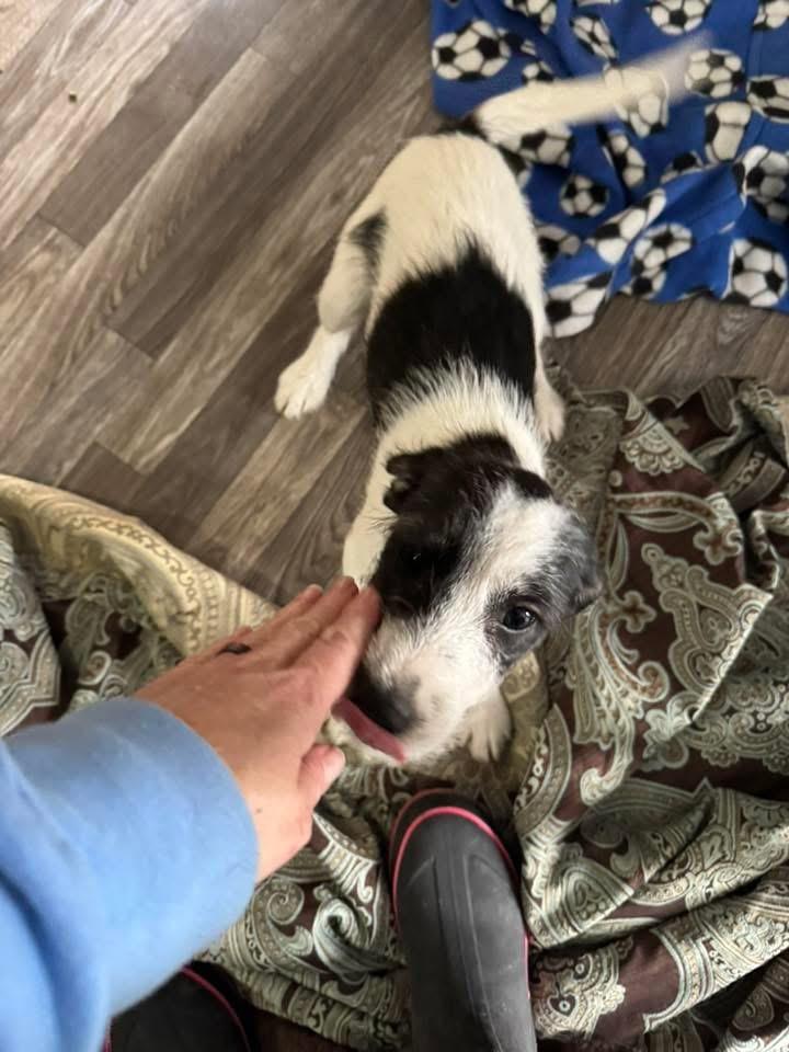 Enlarge Dixie, a Adoptable mixed breed in Berlin, NJ image 2/3