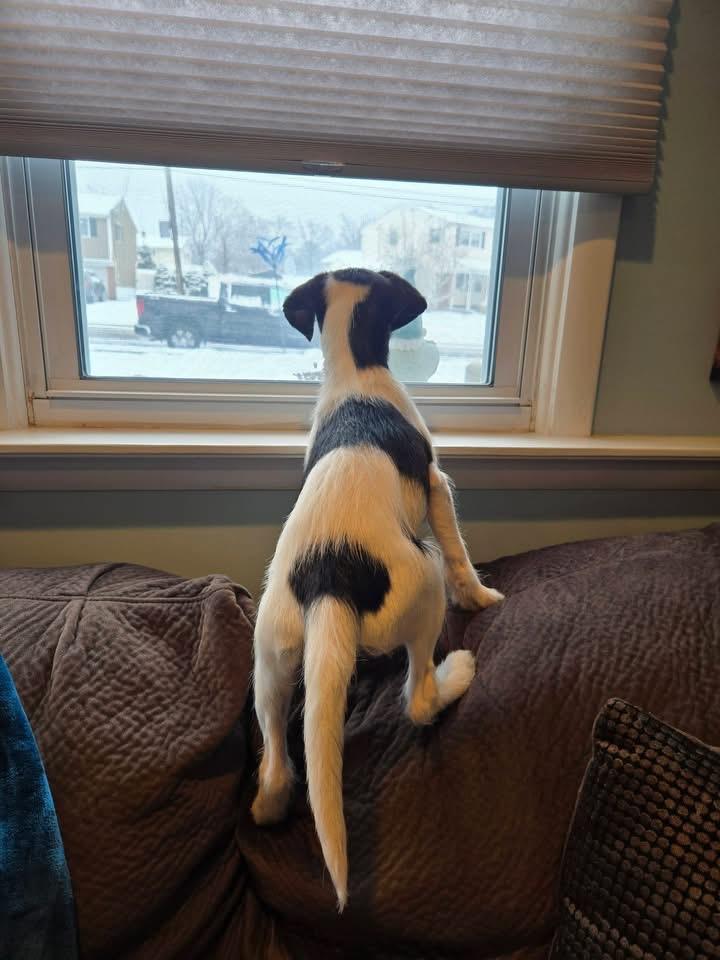 Enlarge Dixie, a Adoptable mixed breed in Berlin, NJ image 3/3