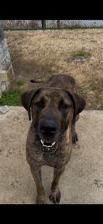 Winston , ADOPTABLE, Adult Male Great Dane.